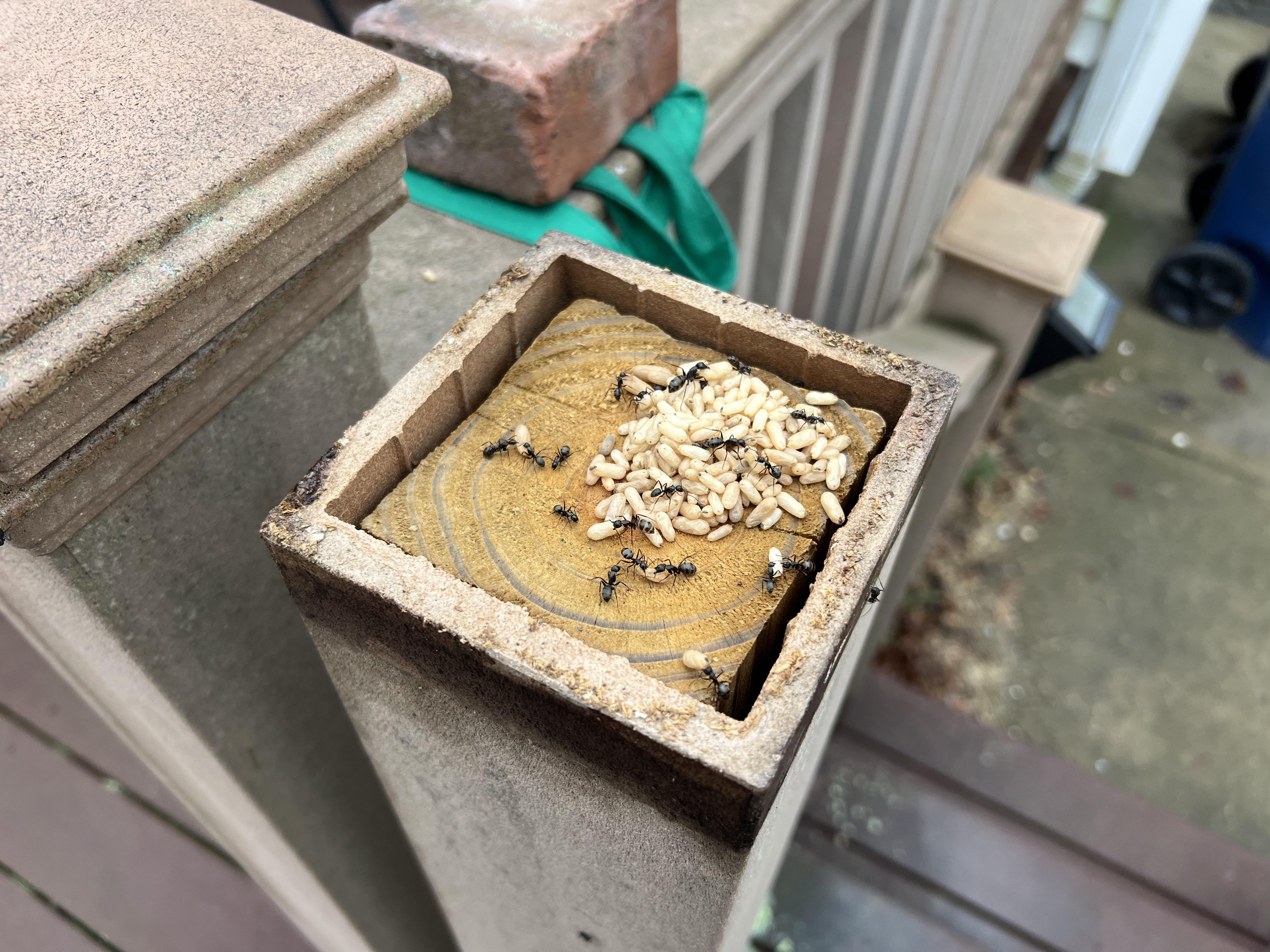 Found a colony of carpenter ants living within our deck posts. Do we