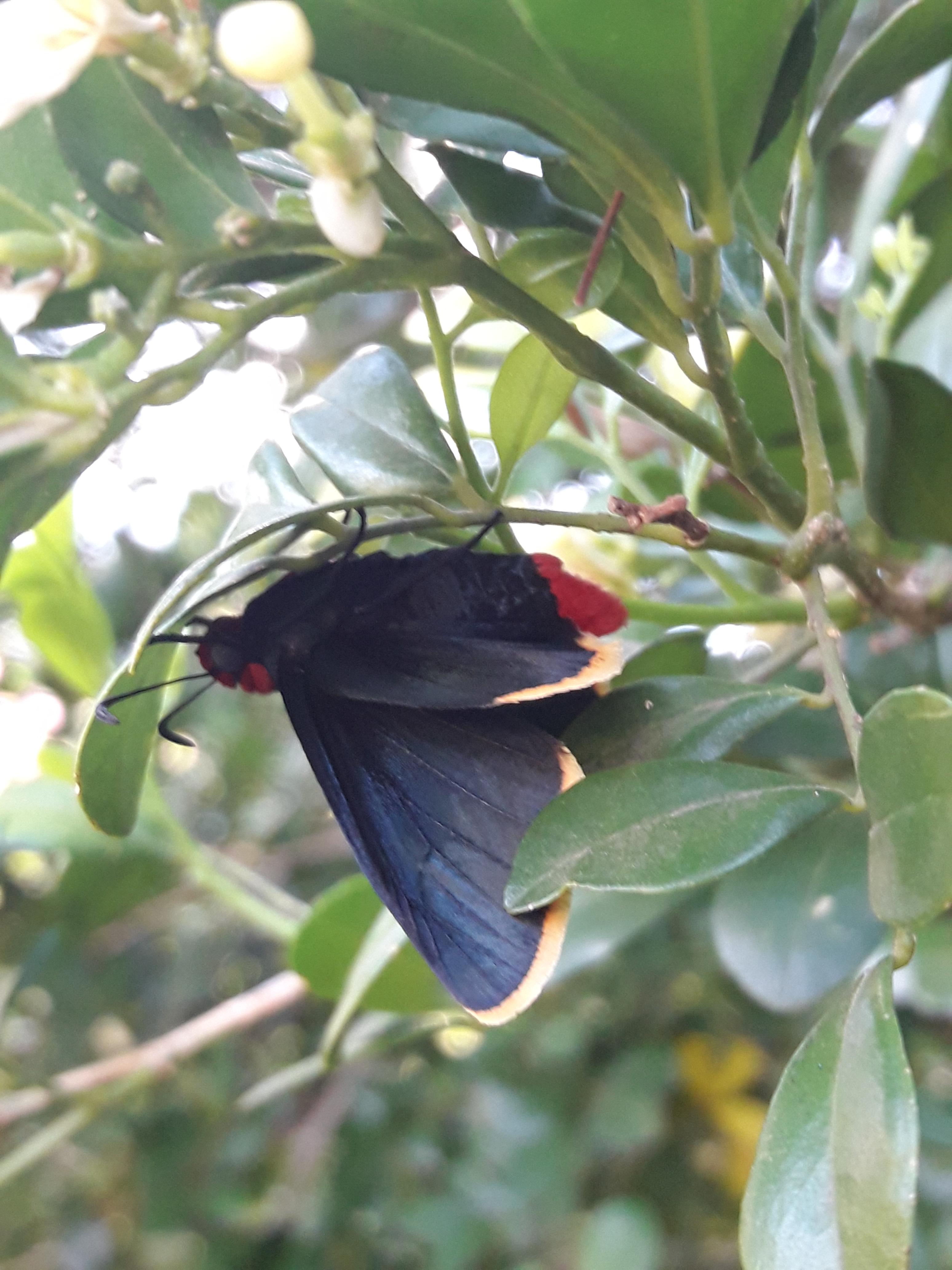 A little over a month ago I got a caterpillar identified in this wonderful subreddit. After