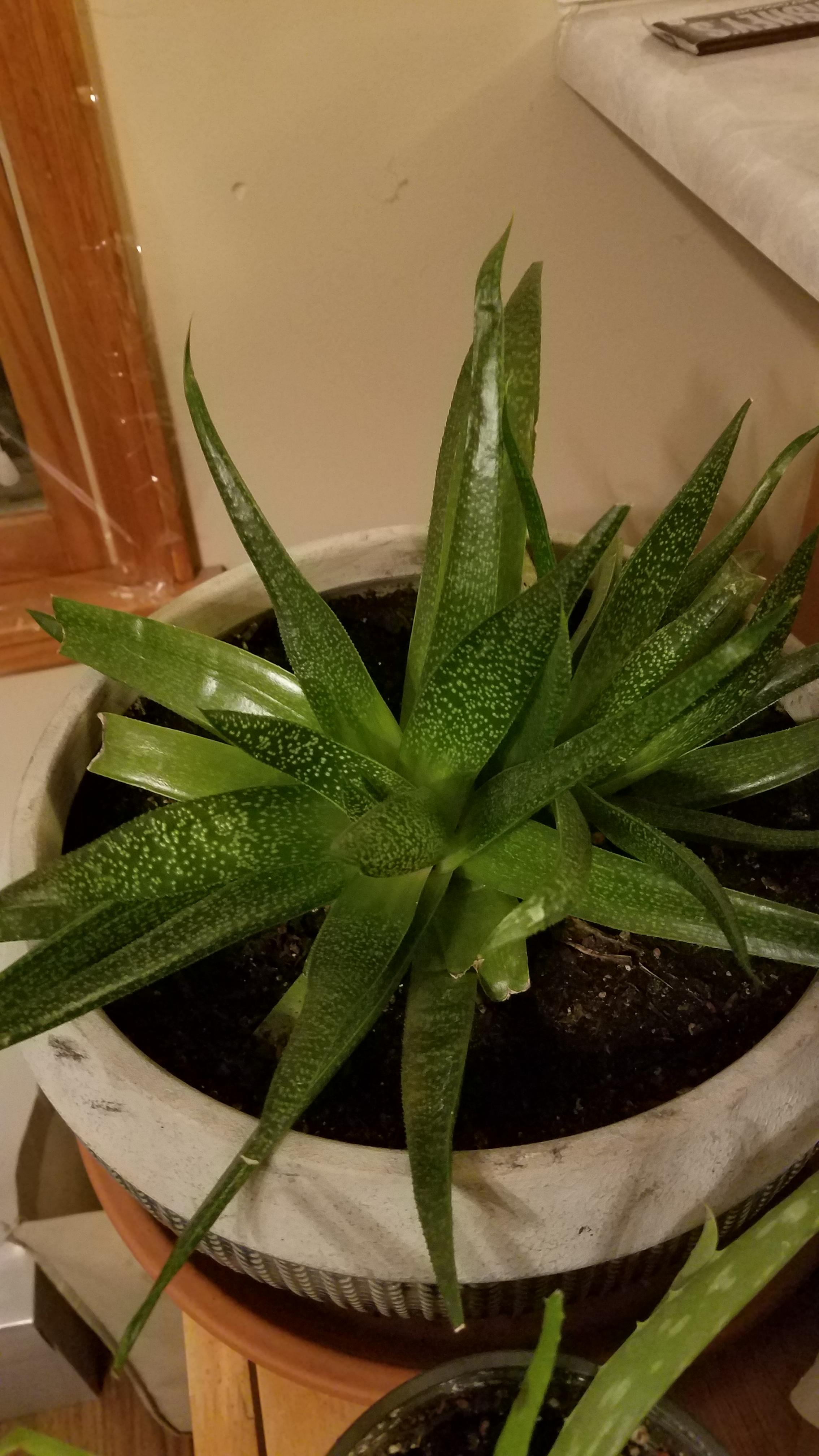 Succulents Like Aloe Vera The Home Garden