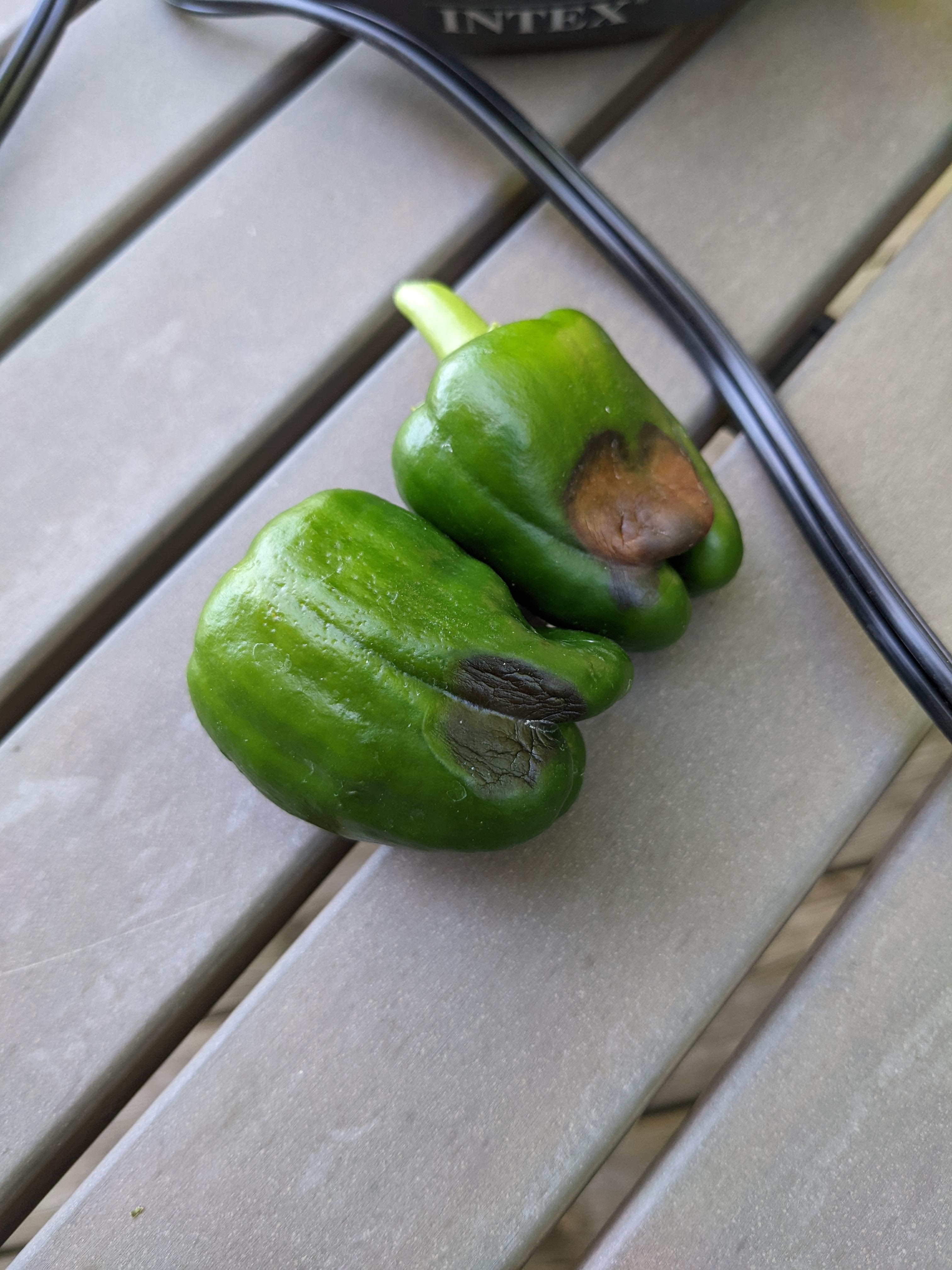 What is causing these bad spots on my green peppers? gardening