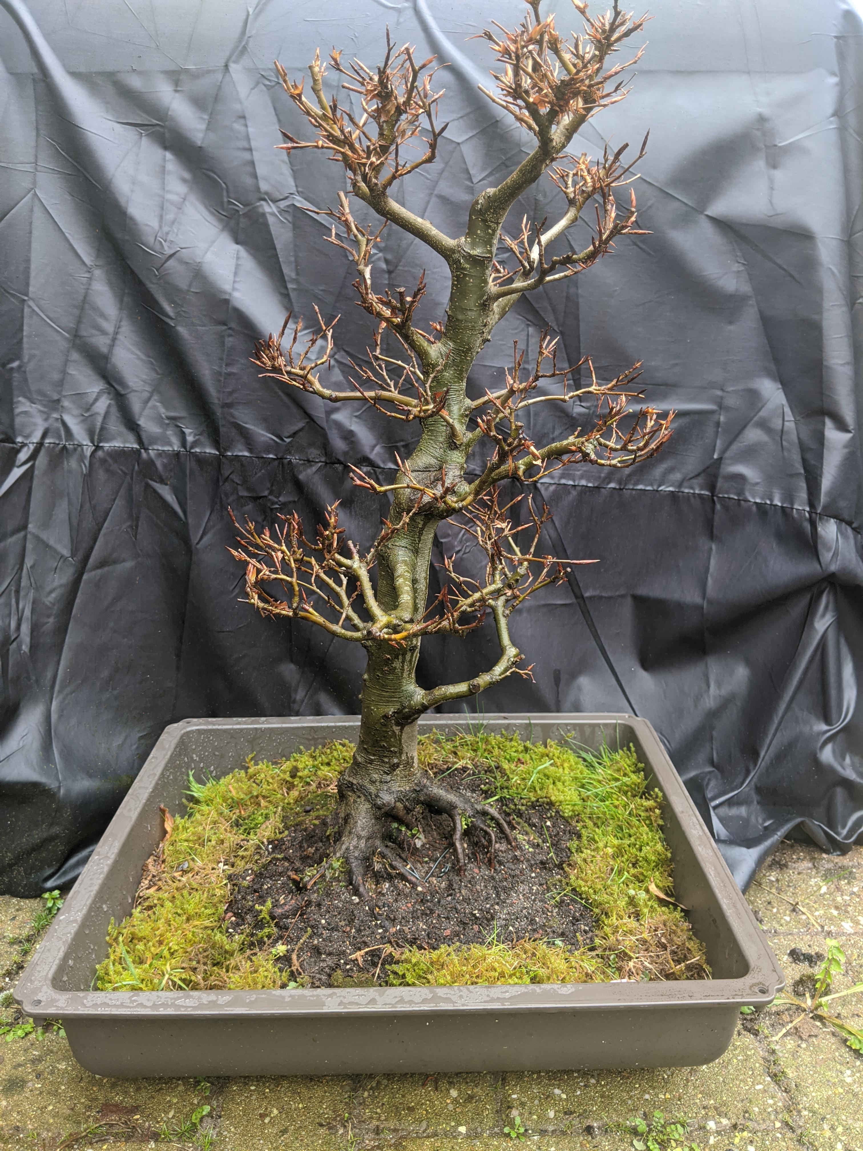 My biggest bonsai purchase yet European Beech r/Bonsai