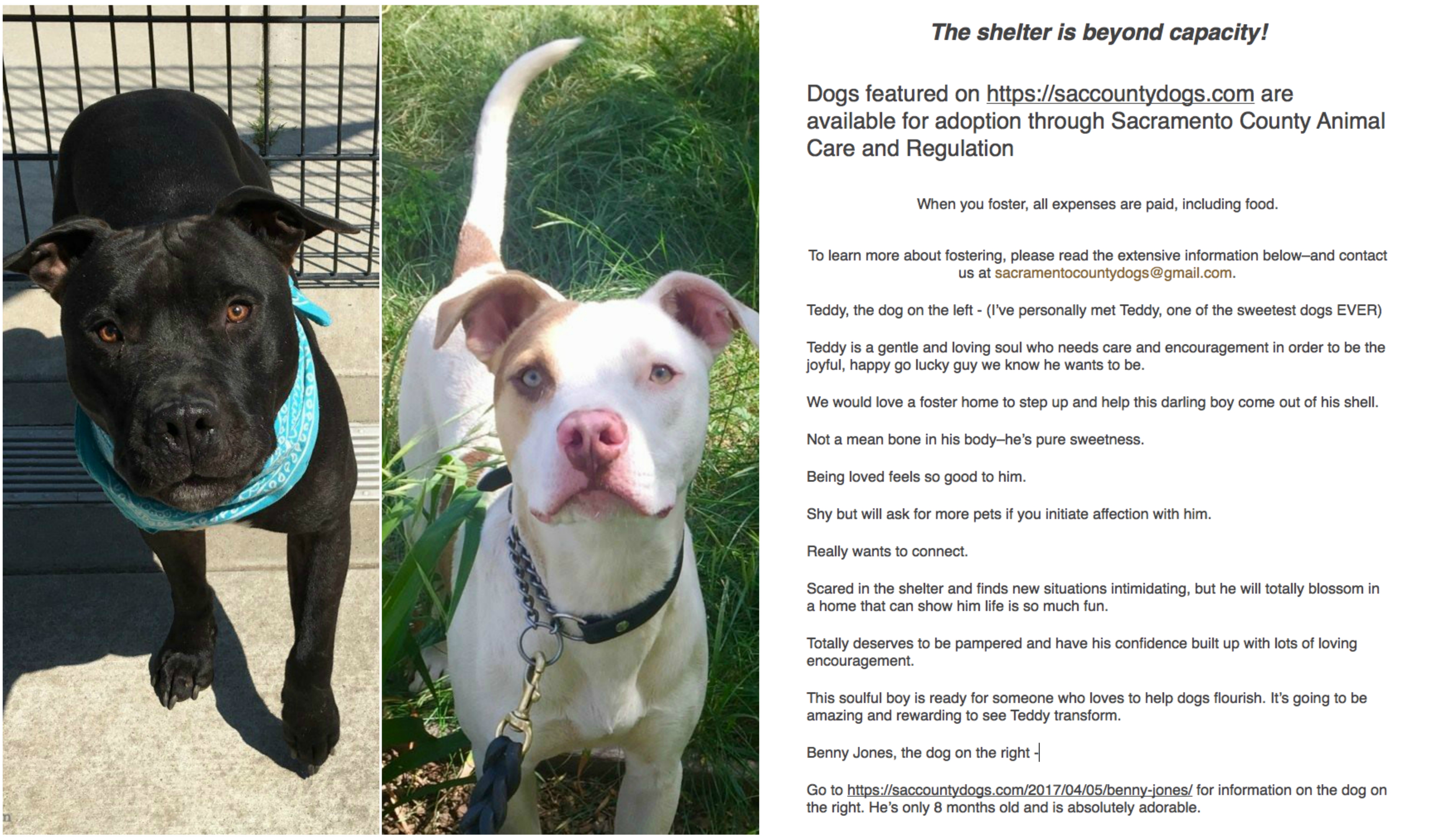 Bradshaw Animal Shelter Sacramento California at Louis Nelson blog