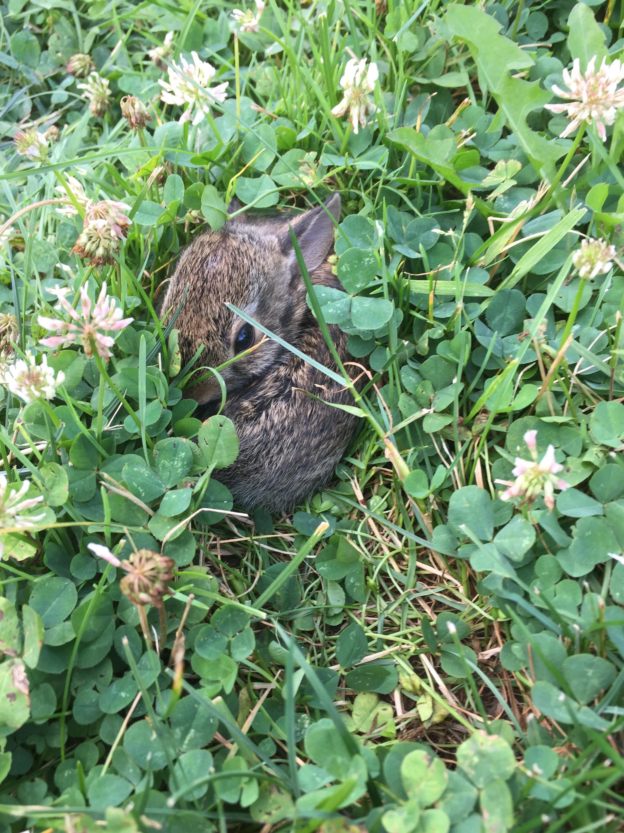 Cute baby bunny found in my grandparents front yard r/aww
