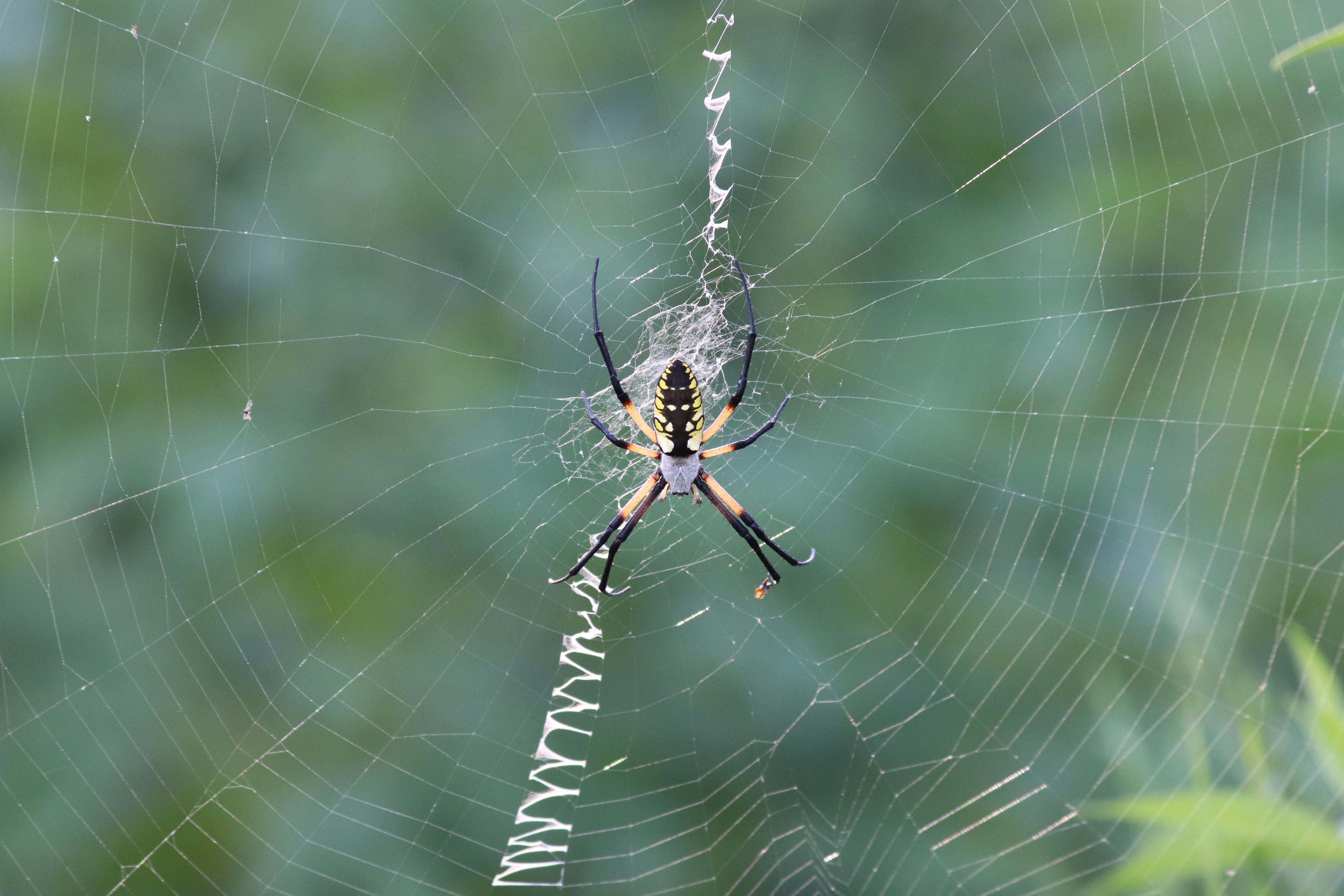 Zipper spiders are definitely my second favorite spider! r/spiders