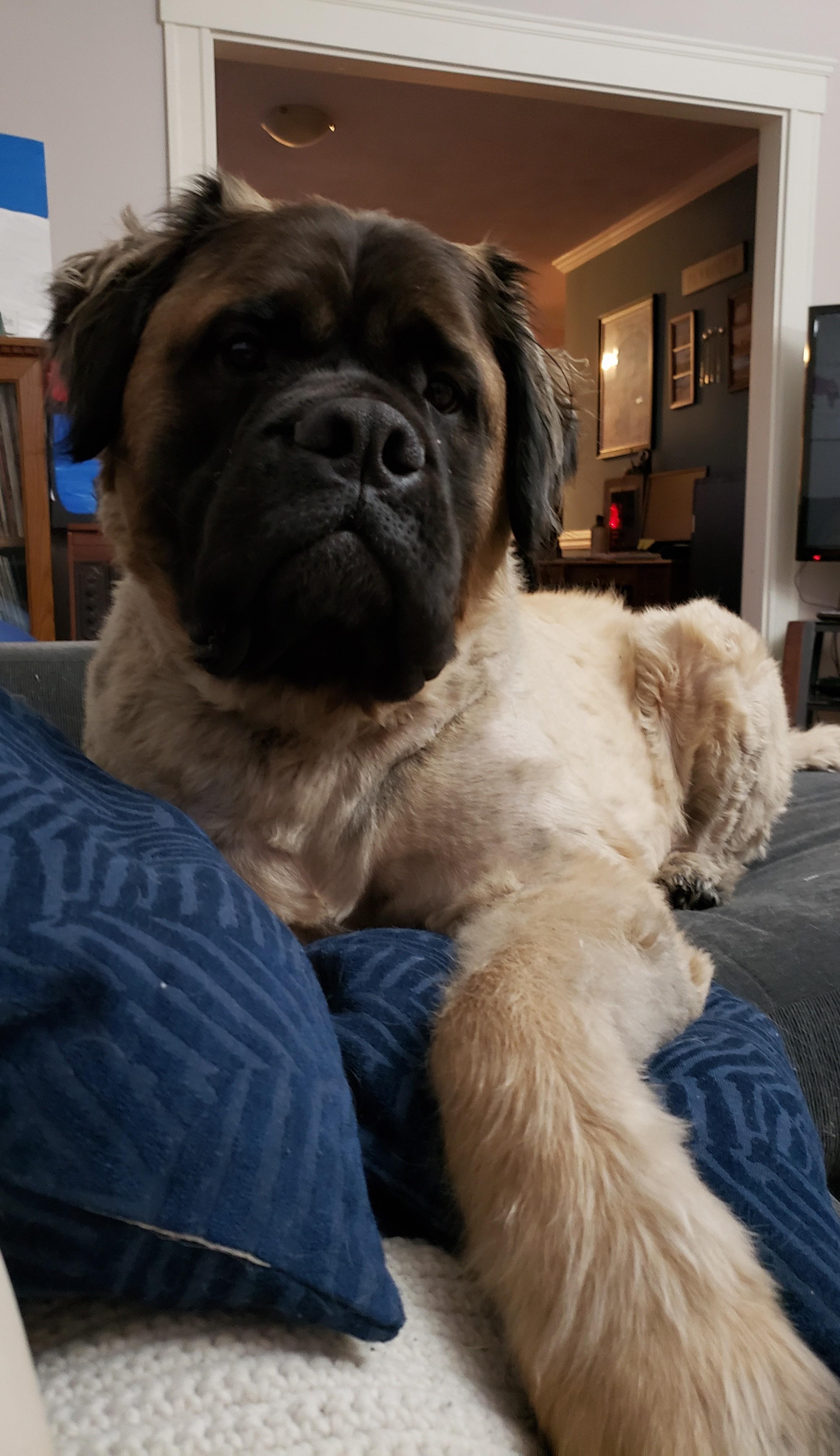 Any love for a long haired girl r/Bullmastiff