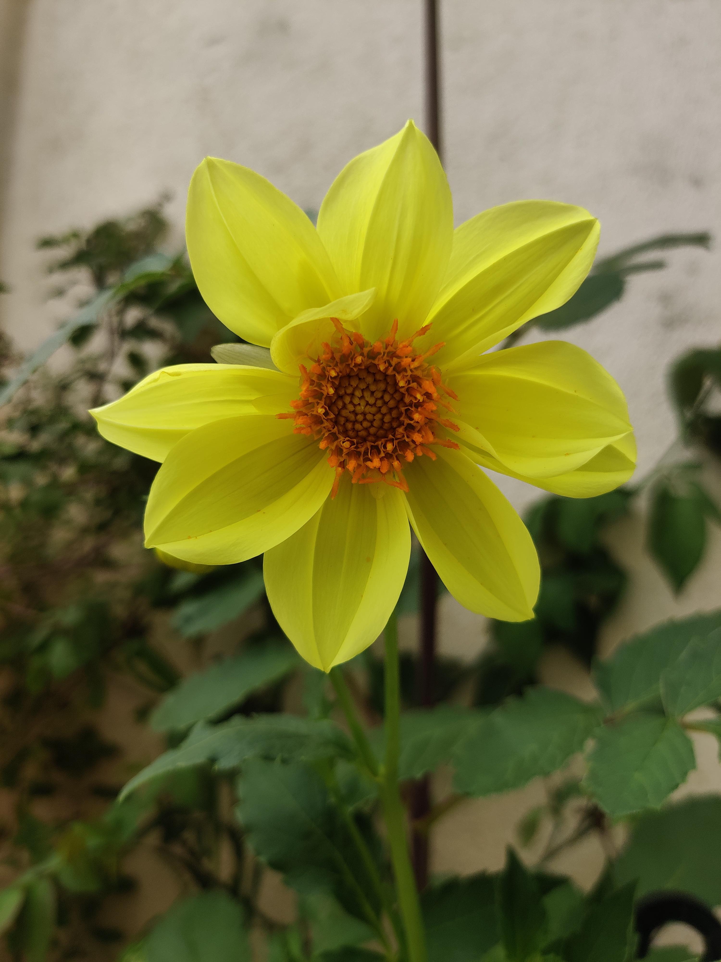 Say Hi to my first Dahlia from seeds. Most of germinated plants died