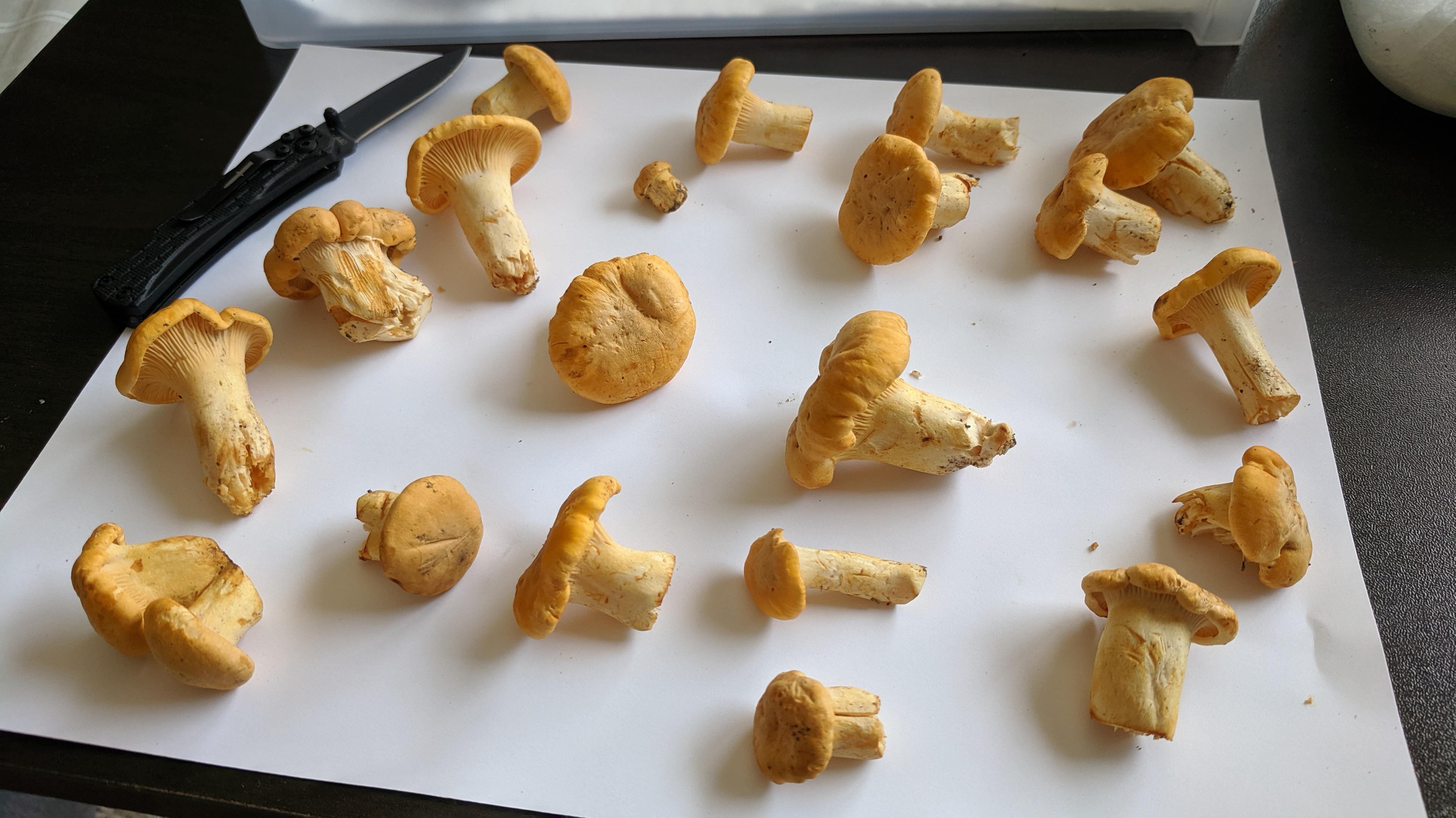 Are these golden chanterelles? r/mycology