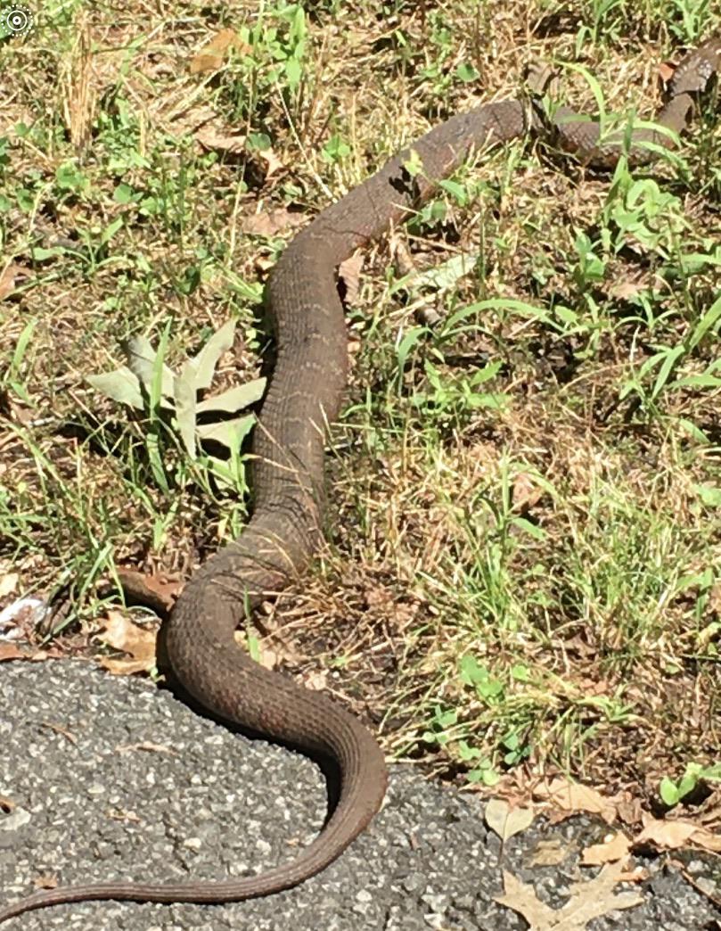 Spotted at river road park in Bedminster. Anybody know what kind of