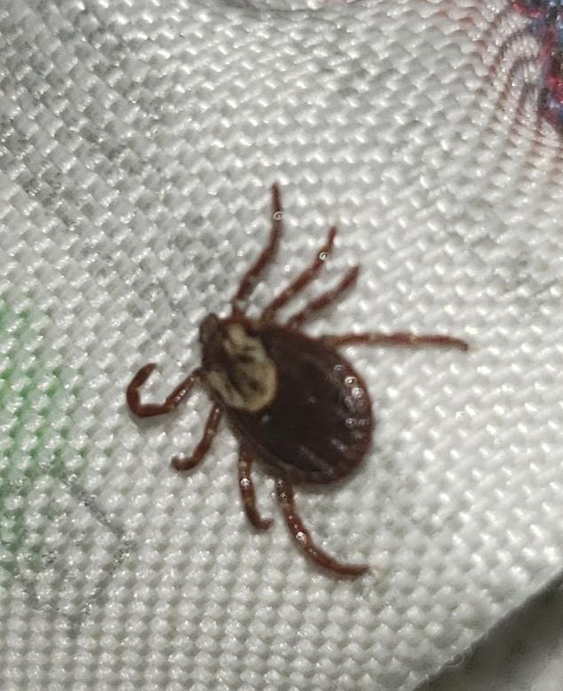 Found this guy crawling on my back while laying on the couch. Maybe a