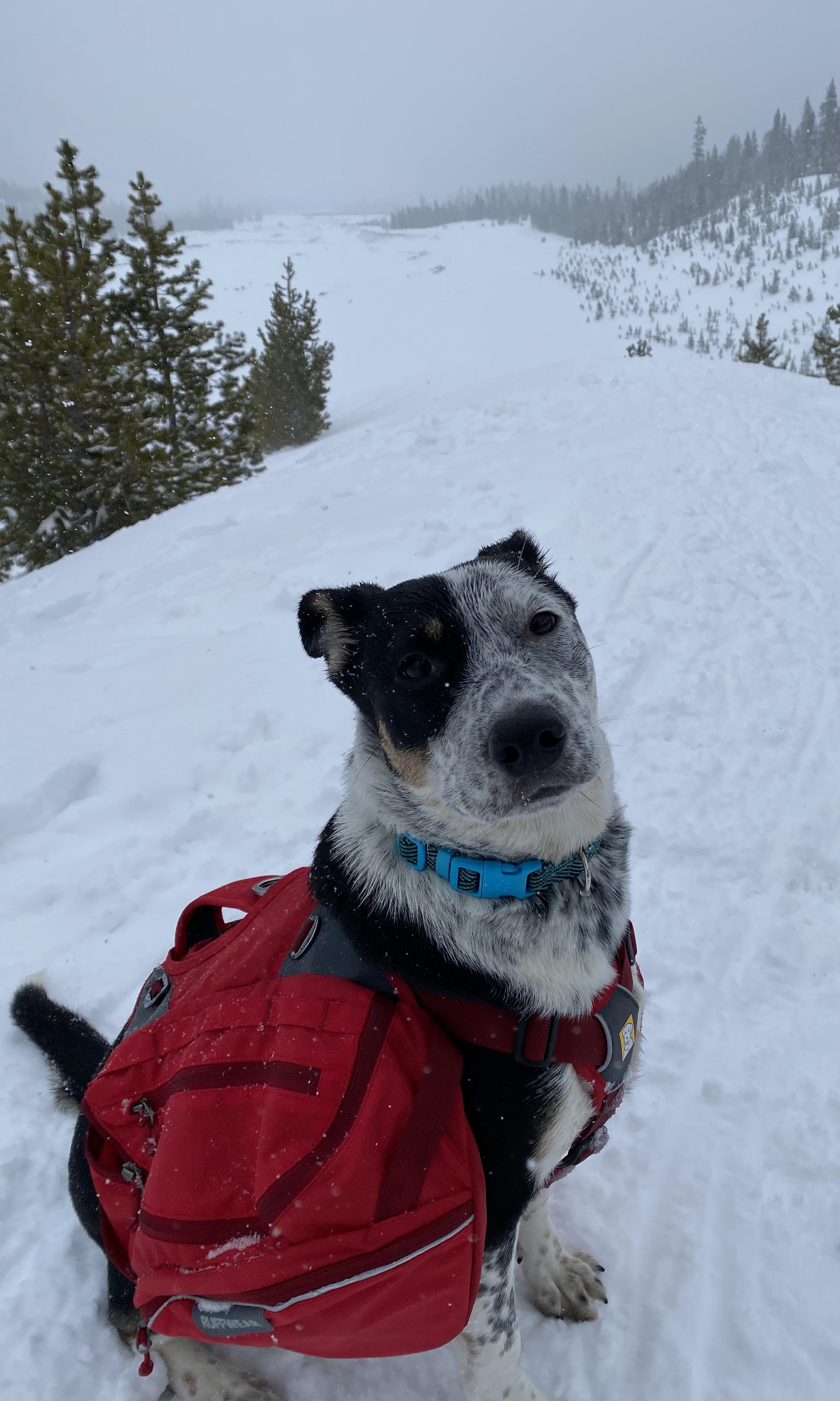 Heeler pup enjoying her first day in the snow blueheelers