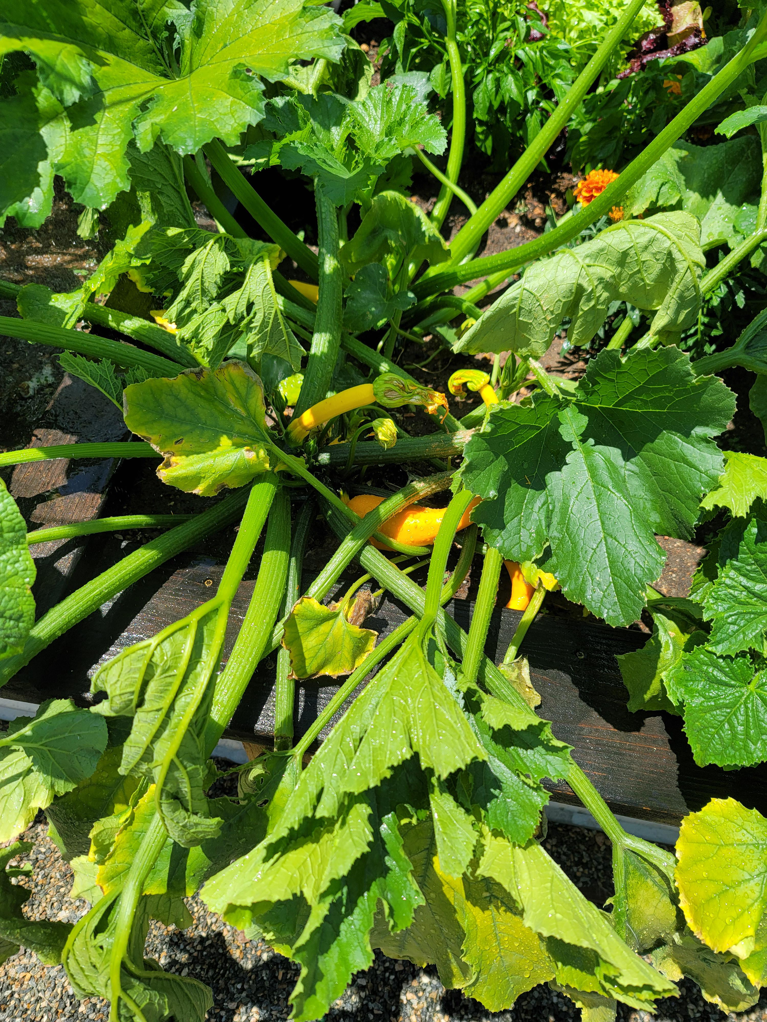 Healthy zucchini dying in 2 days. Appears to be borer? Can I still eat the zucchinis or will I