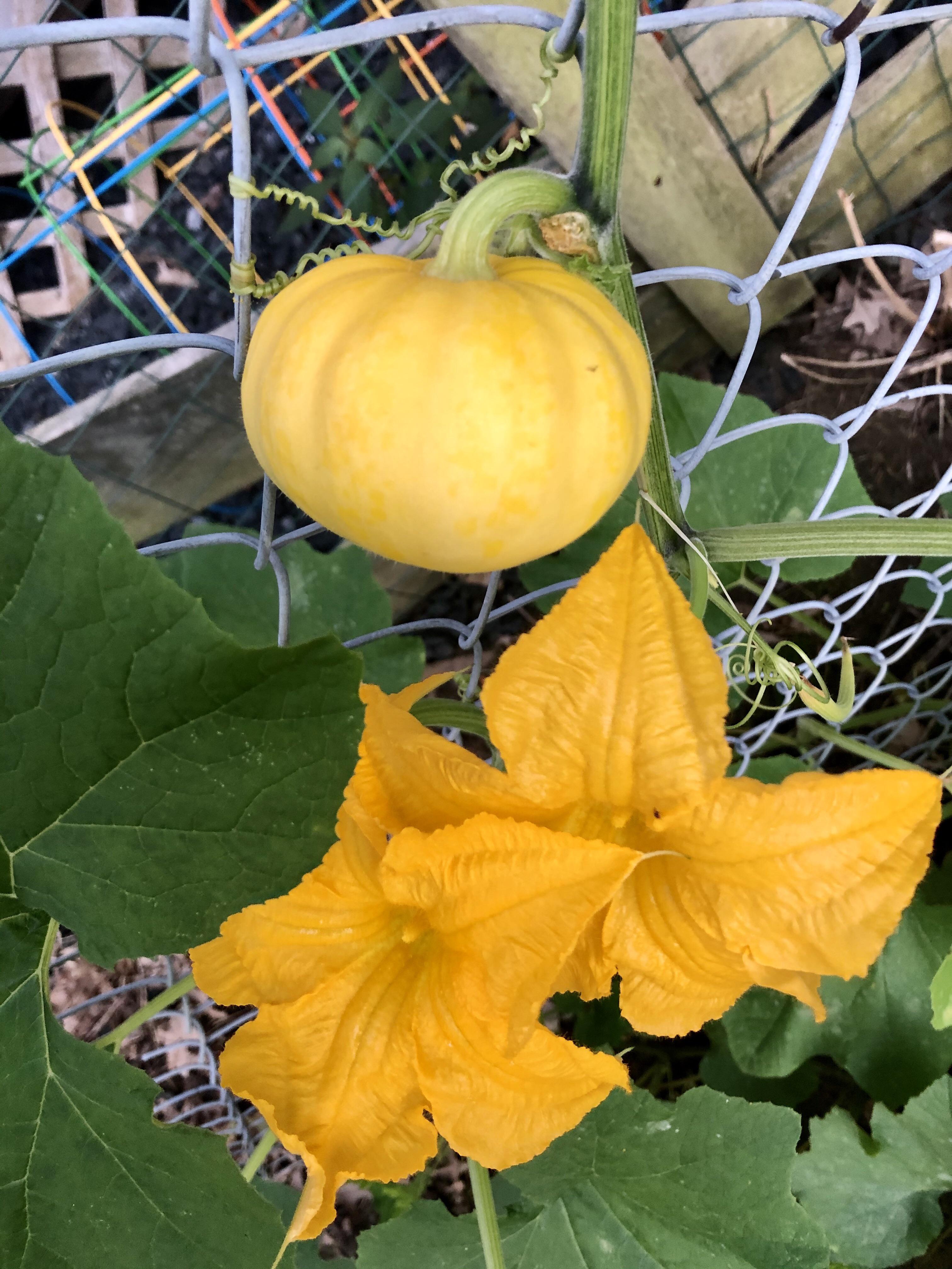 My “Jack Be Little” pumpkins are growing nicely. Can you eat these