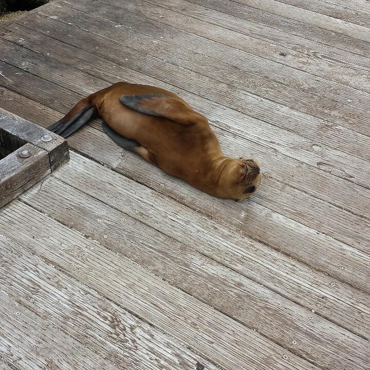 Psbattleslippery seal