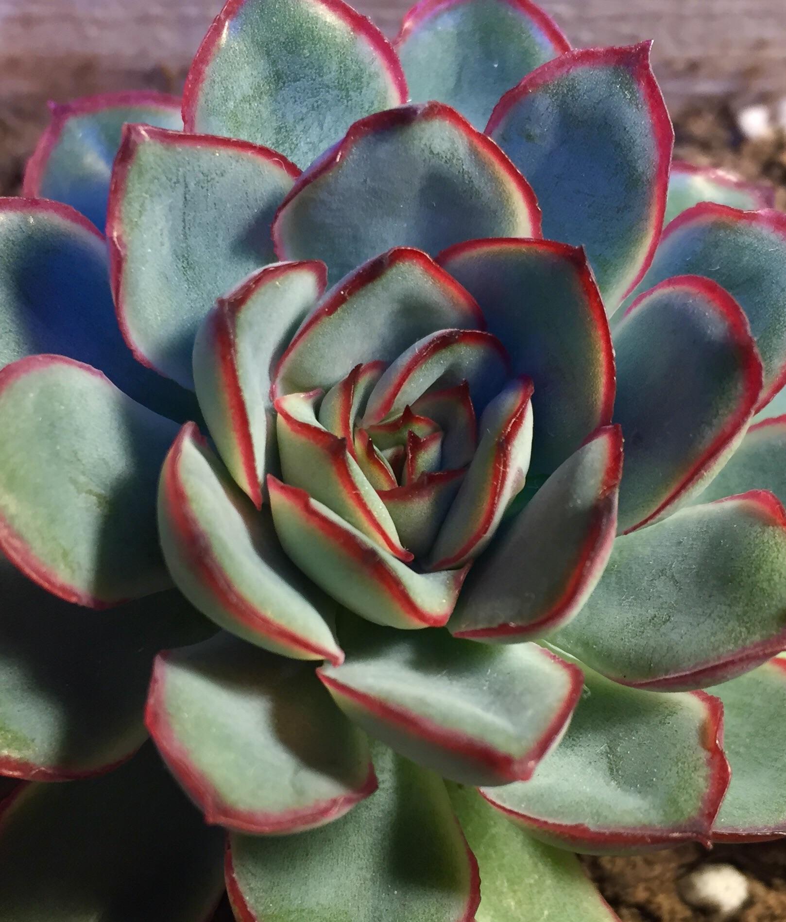 grow light colours r/succulents