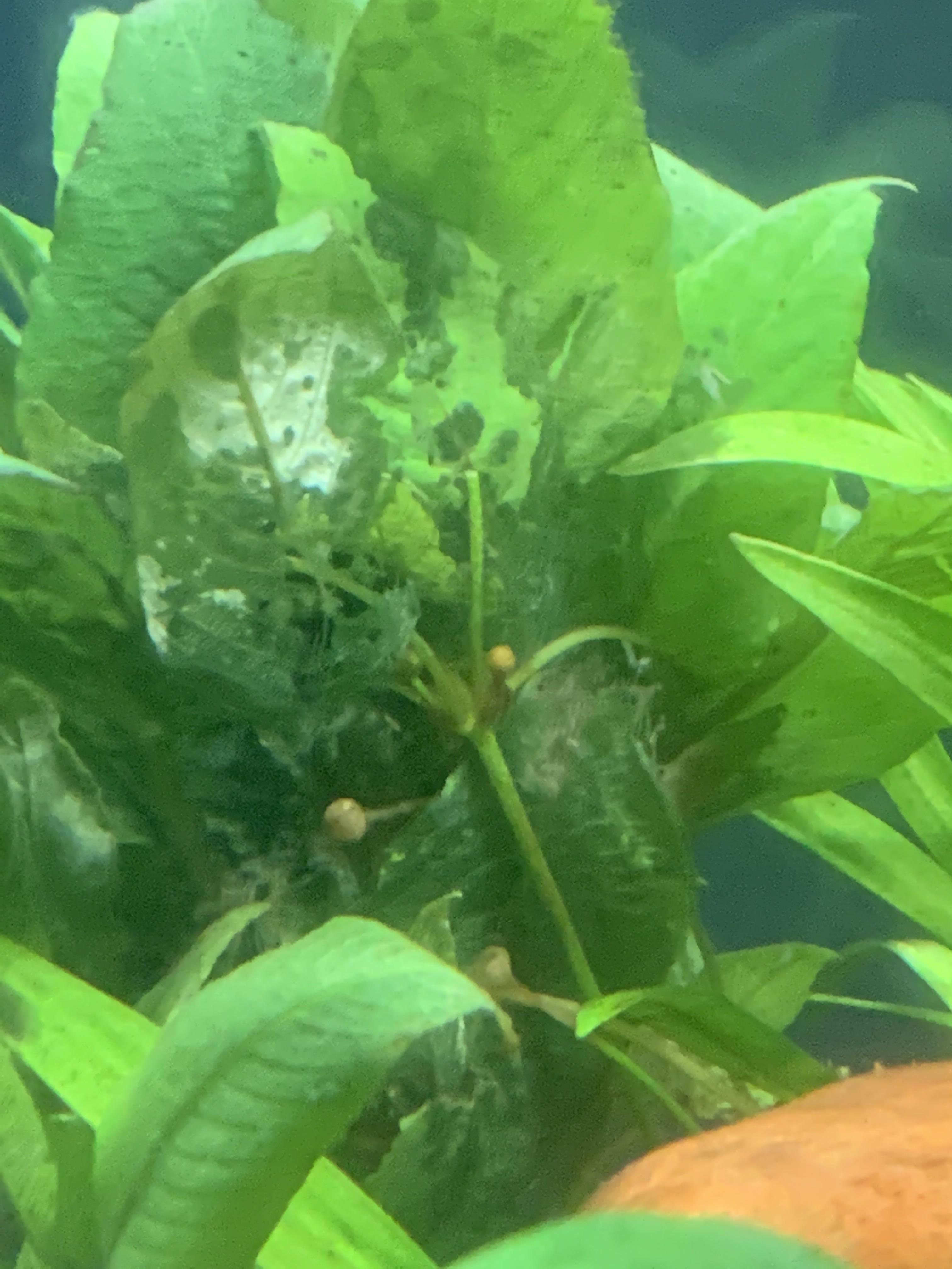 HELP!!! Is this eating or decaying??? If so what is happening (haven’t