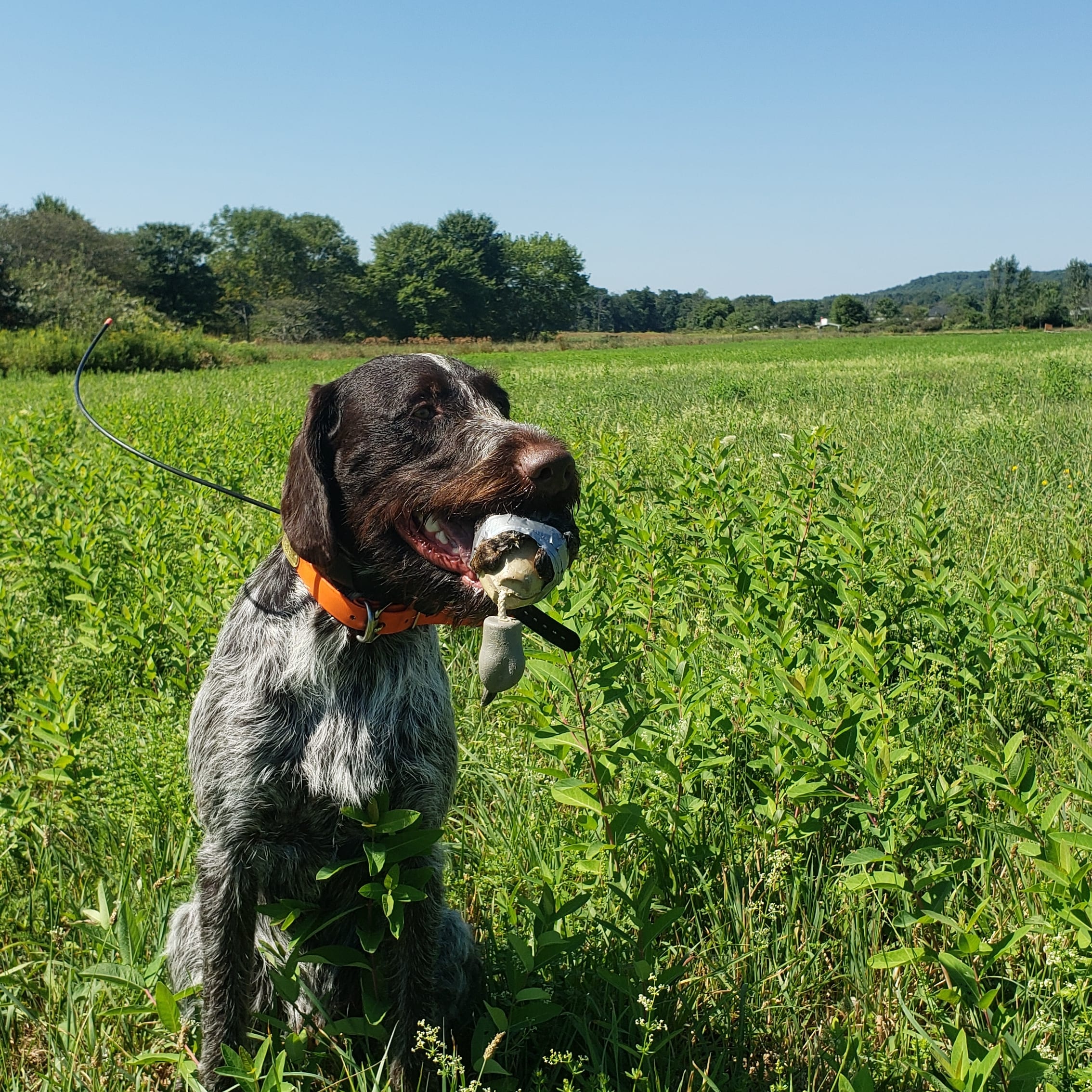 Hold training is progressing! r/birddogs