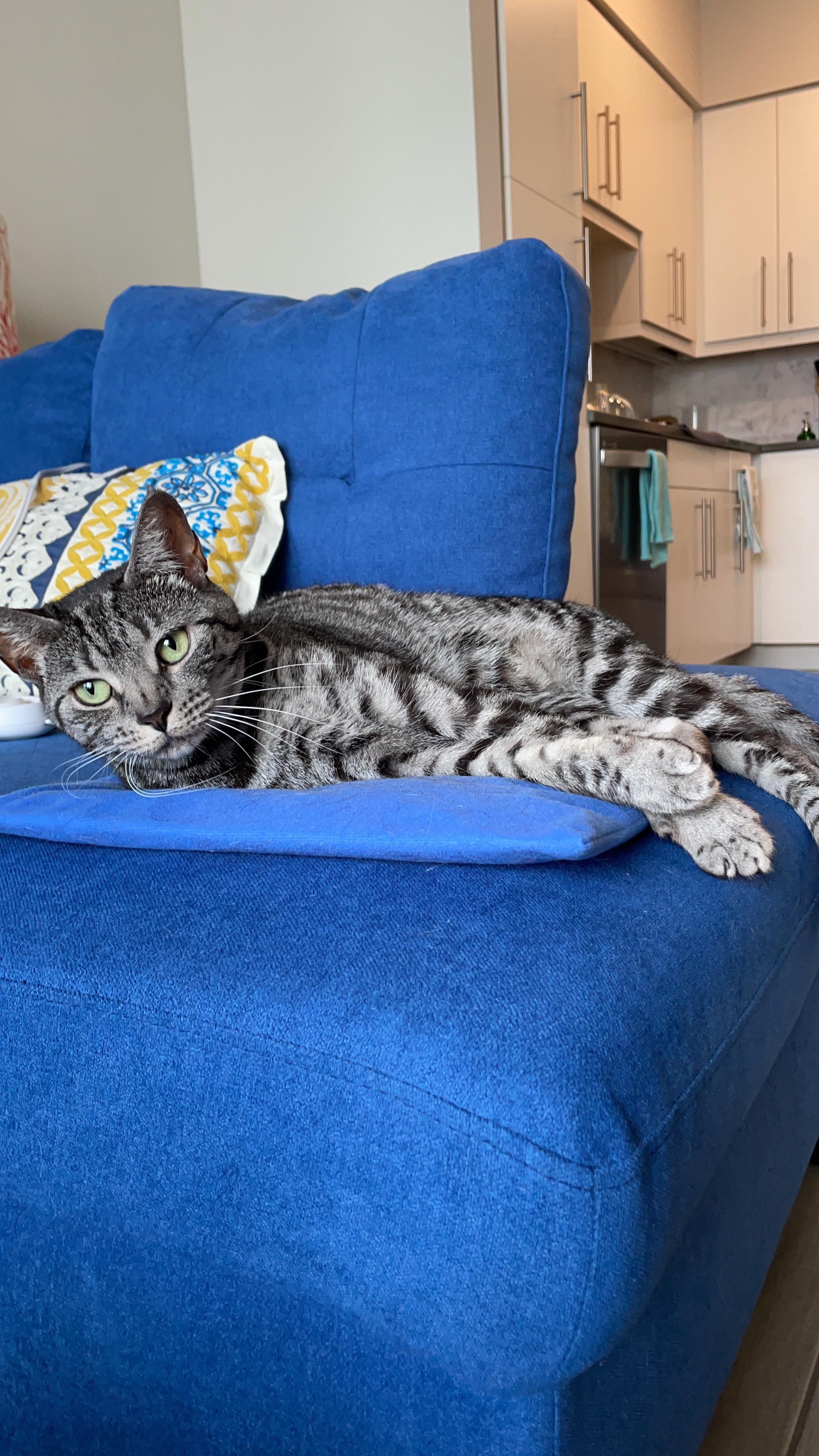 This sweet little monster keeps peeing on my bath mats and I have no clue how to stop her. More