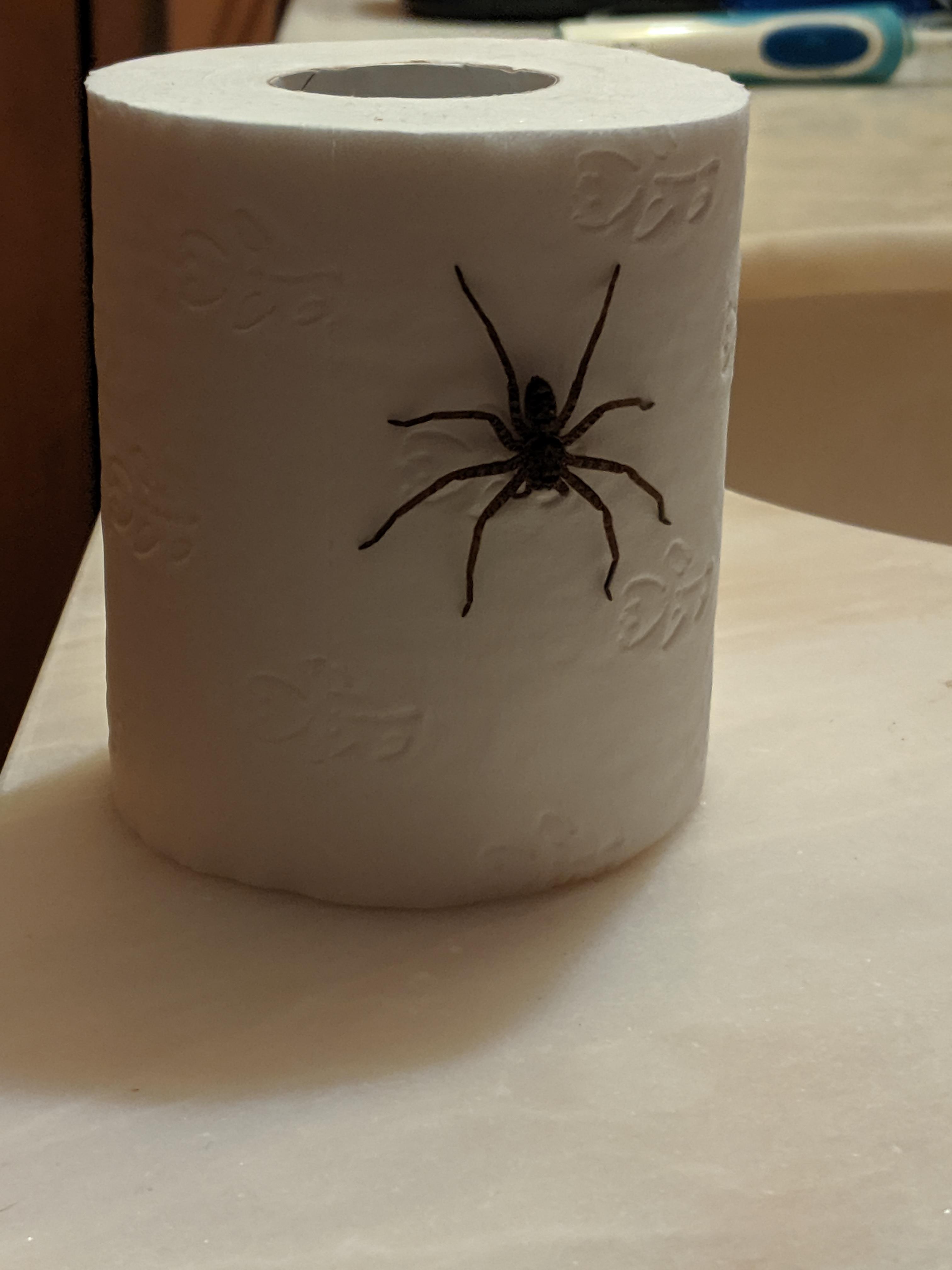 Laila And Lainey Spider Funny Toilet Paper Prank, Practical Joke, Or