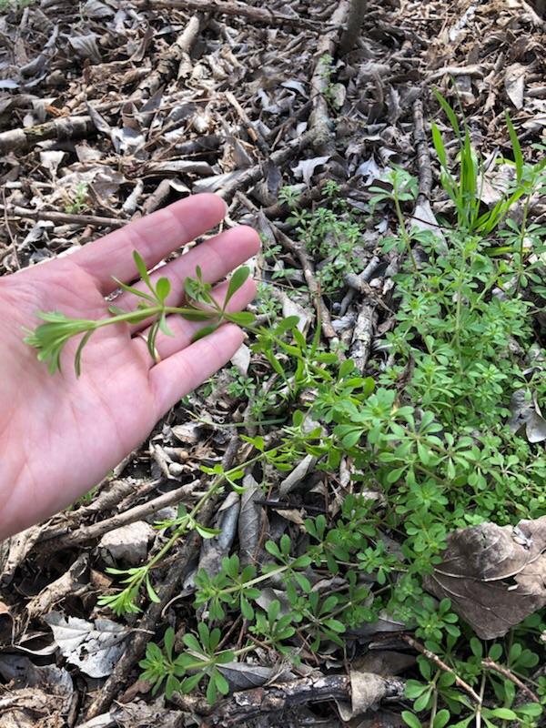 This plant grows long and sticks to clothes and skin. My