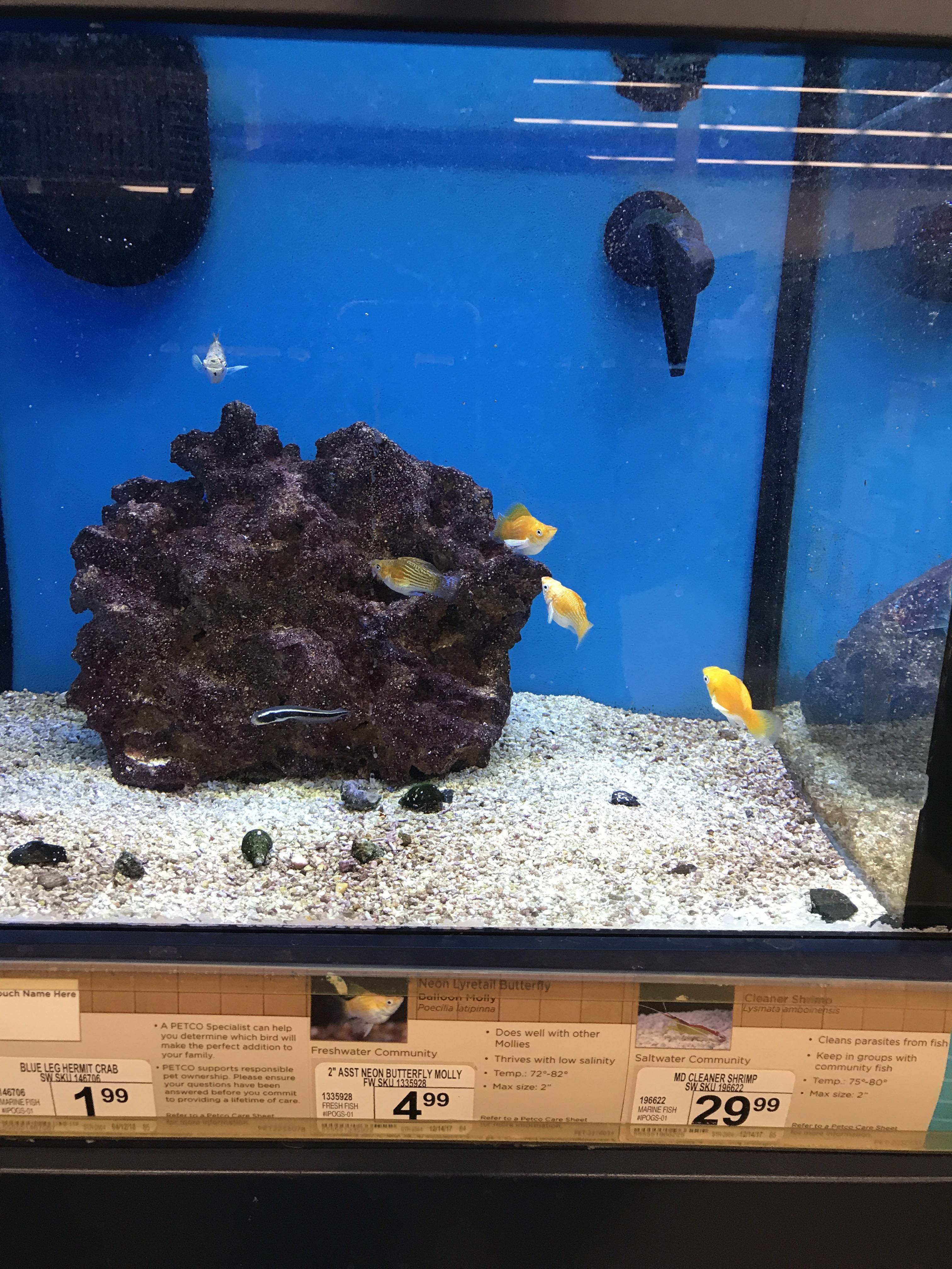 Had to do a double take when I saw these dudes at petco r/Aquariums