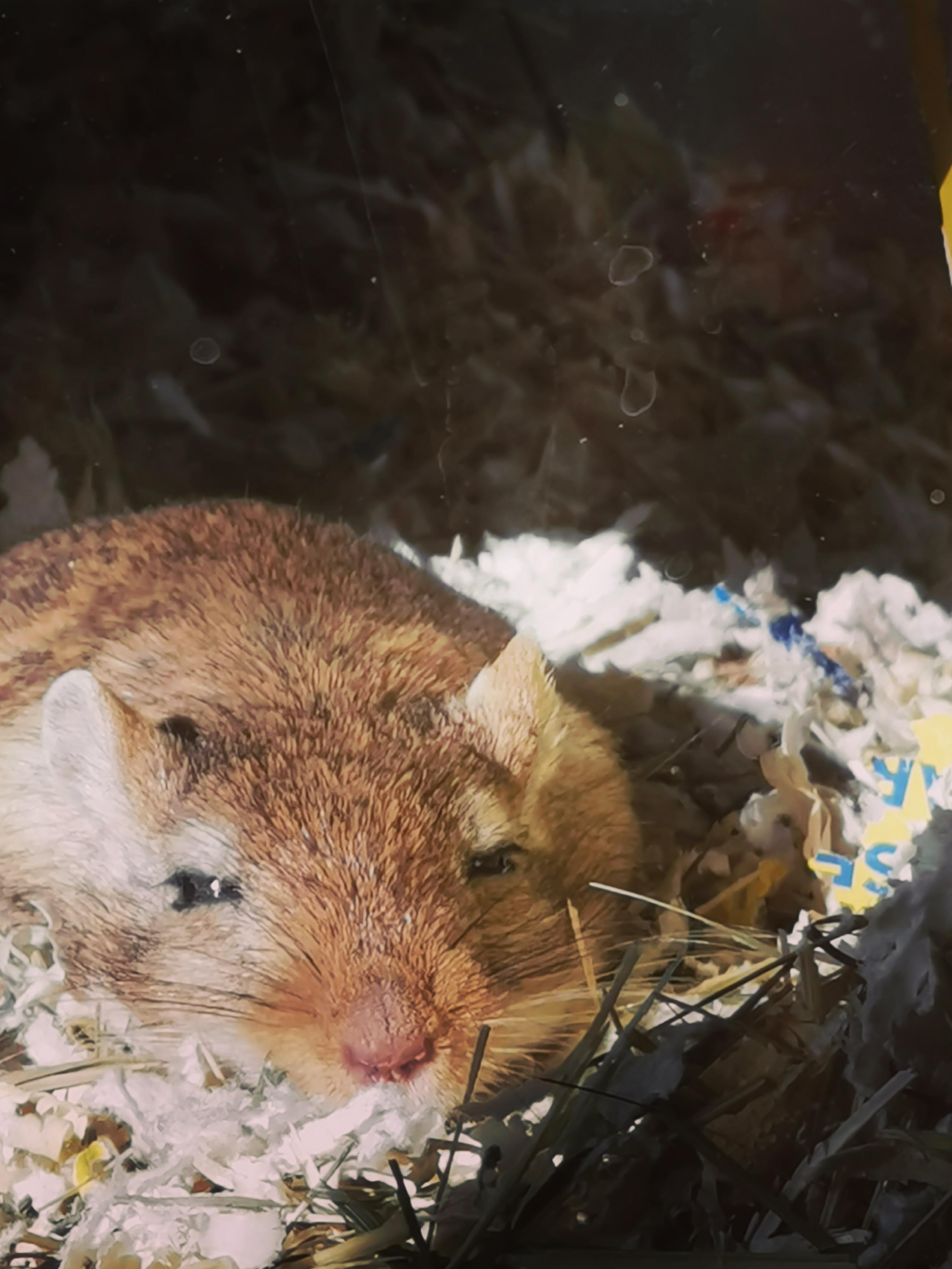 Male gerbils mounting each other gerbil