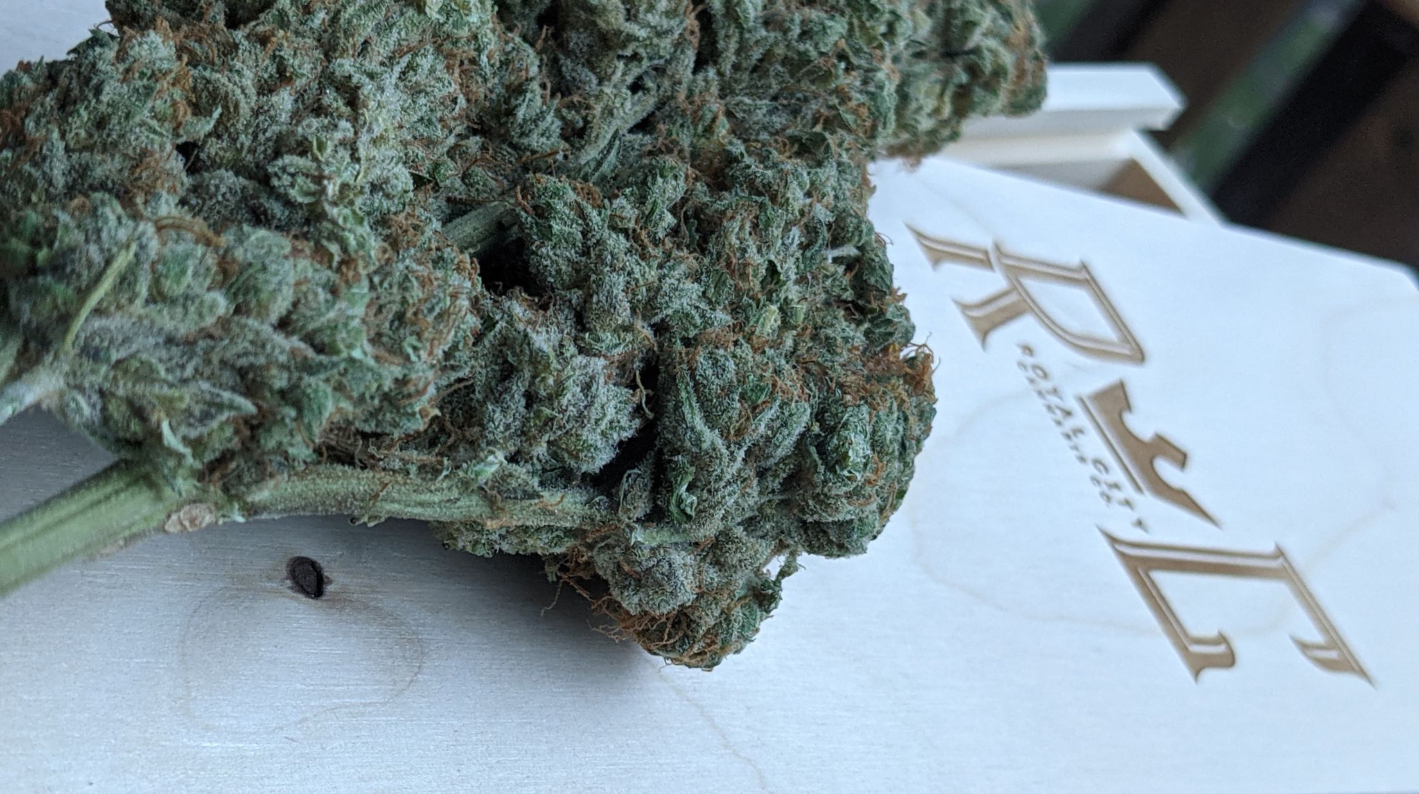 Dubon Alien Dawg RecPics