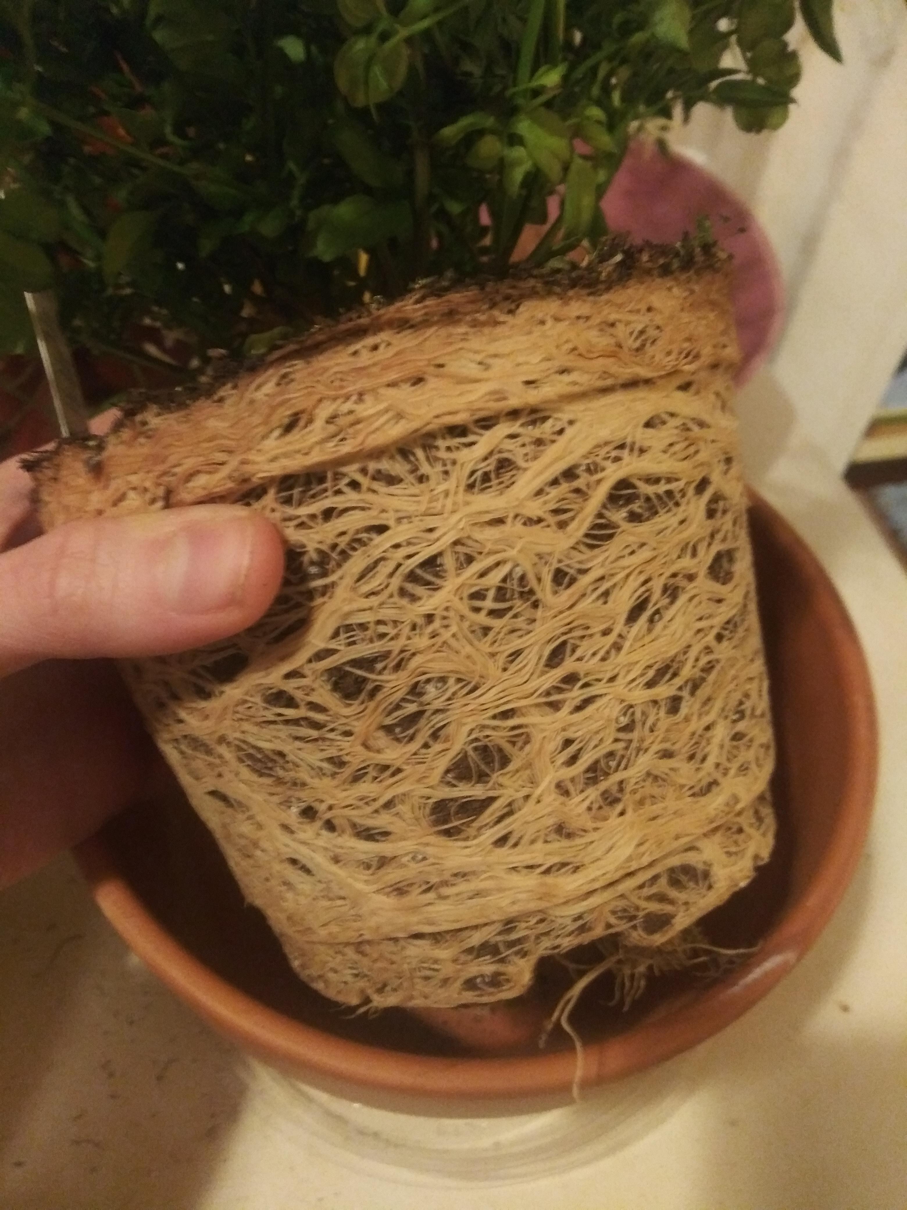 Was checking if my new jasmine needed repotting... r/houseplants