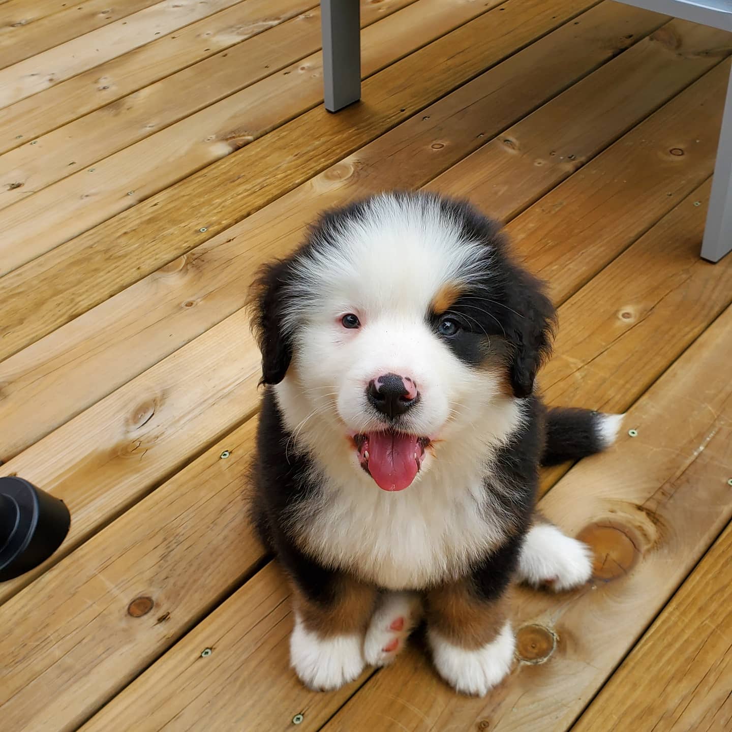 White sided pure bred bernese mountain dog r/bernesemountaindogs