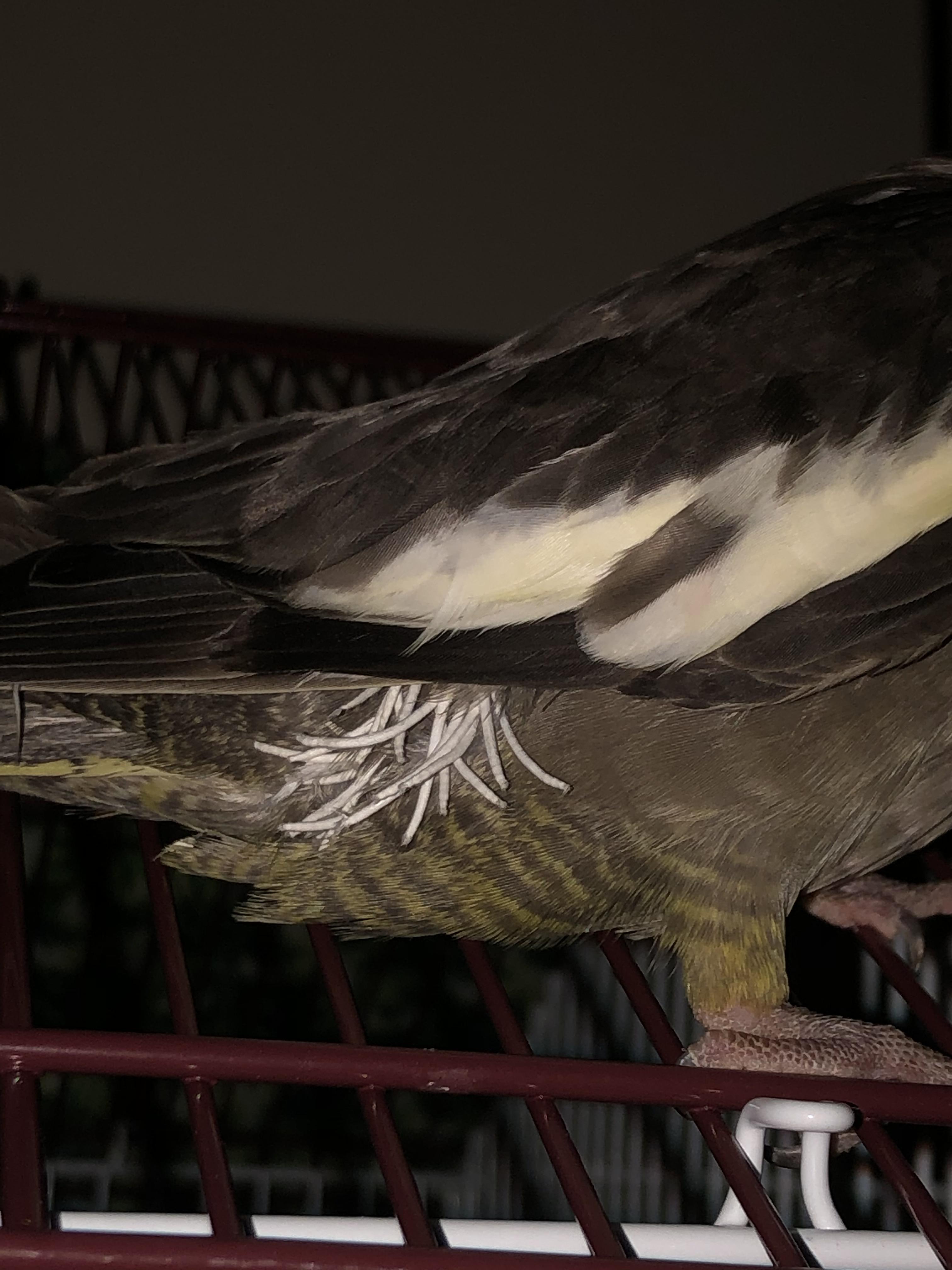 Can anyone tell me what these are?? They’re only on her one side, I