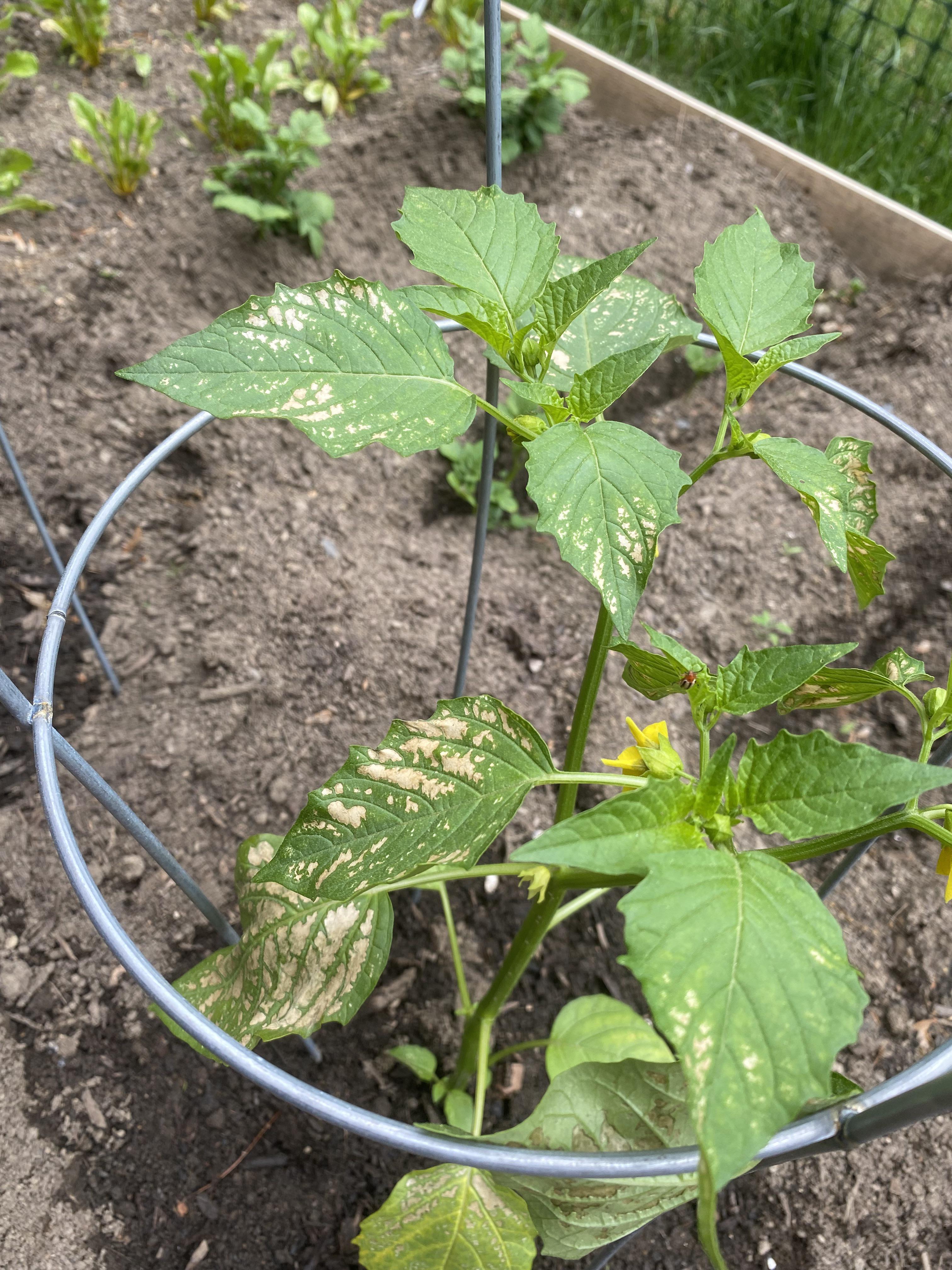 Spots on Tomatillo leaves? r/plantclinic