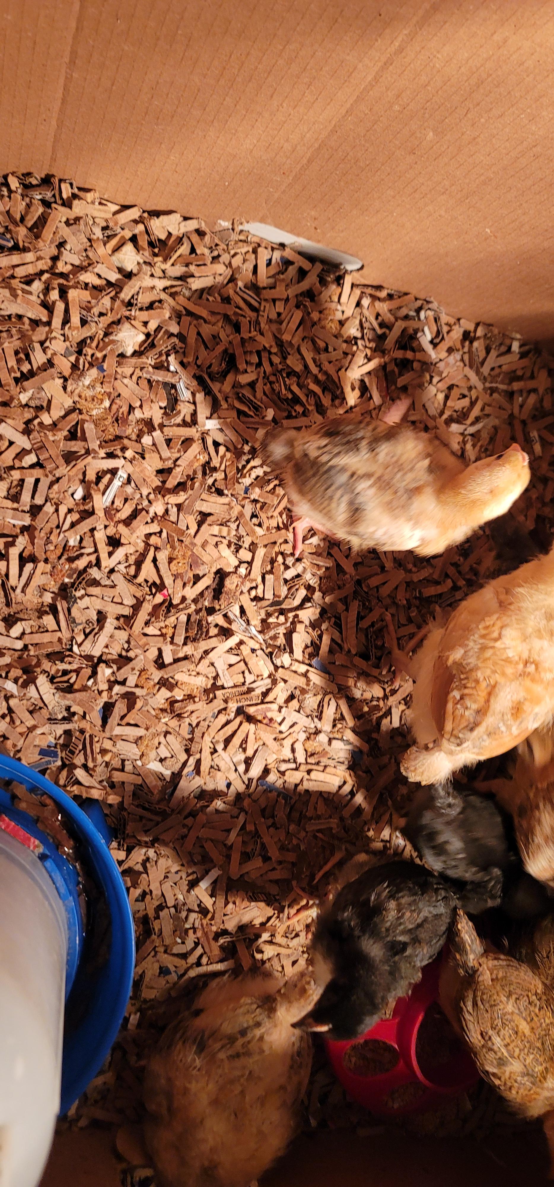 Will shredded cardboard chicken bedding compost on its own?