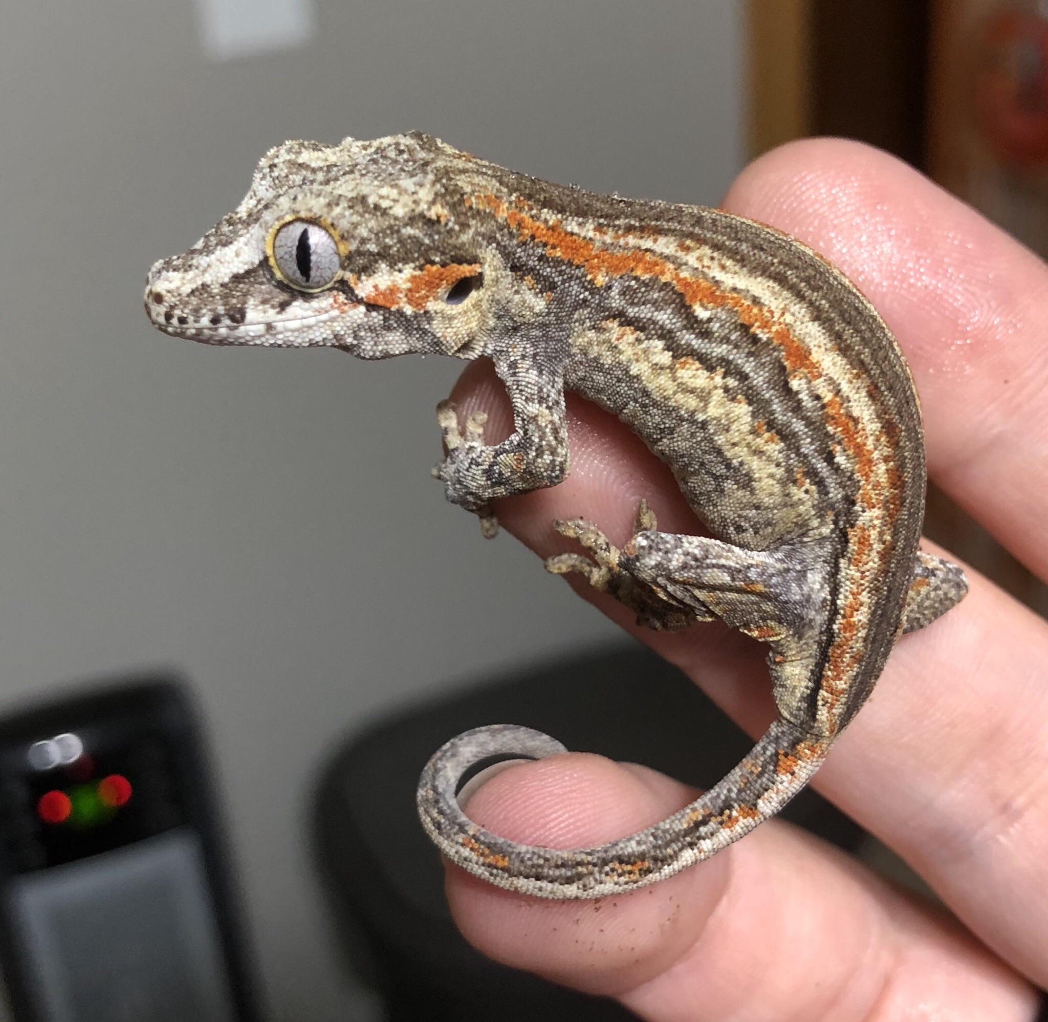A couple months old gargoyle gecko r/Gecko