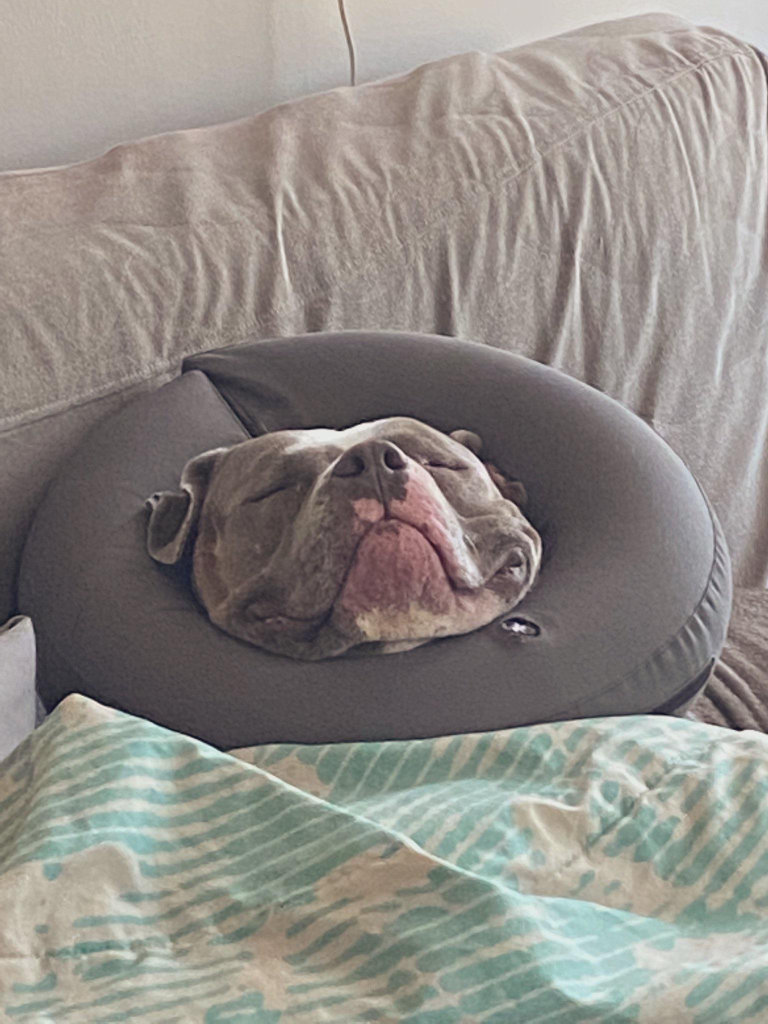 Comfort goals! The Zen collar lives up to its name ! 😂 r/aww