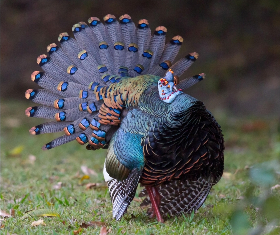 This is the occelated turkey, hailing from the Yucatan peninsula in
