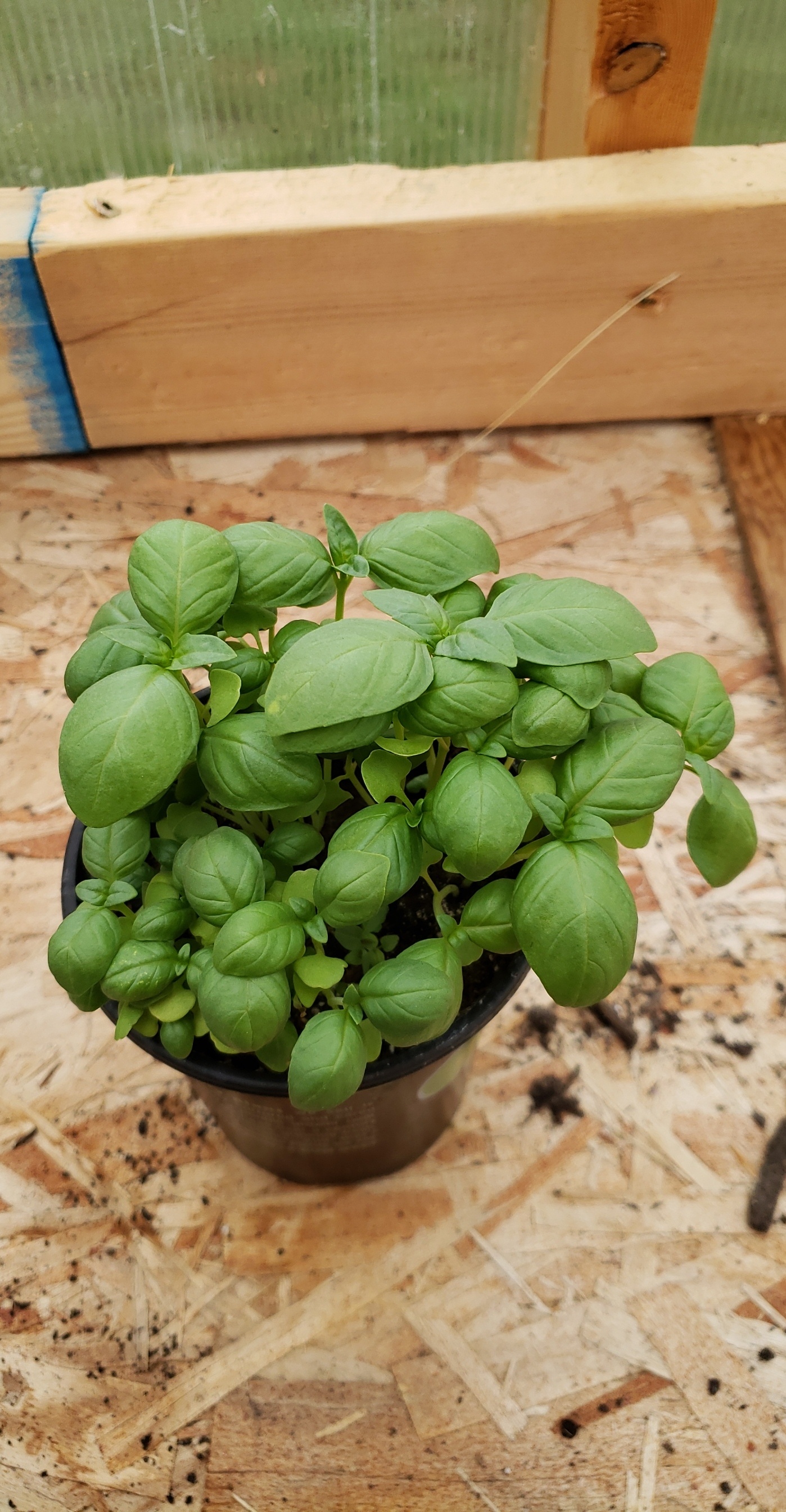 my basil baby r/gardening