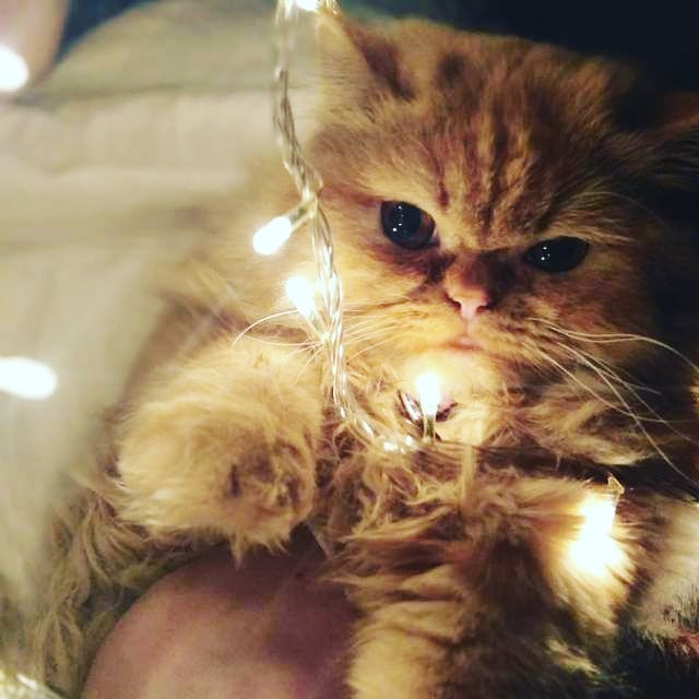 rest in peace pupsi my cat went to heaven last week and i was really