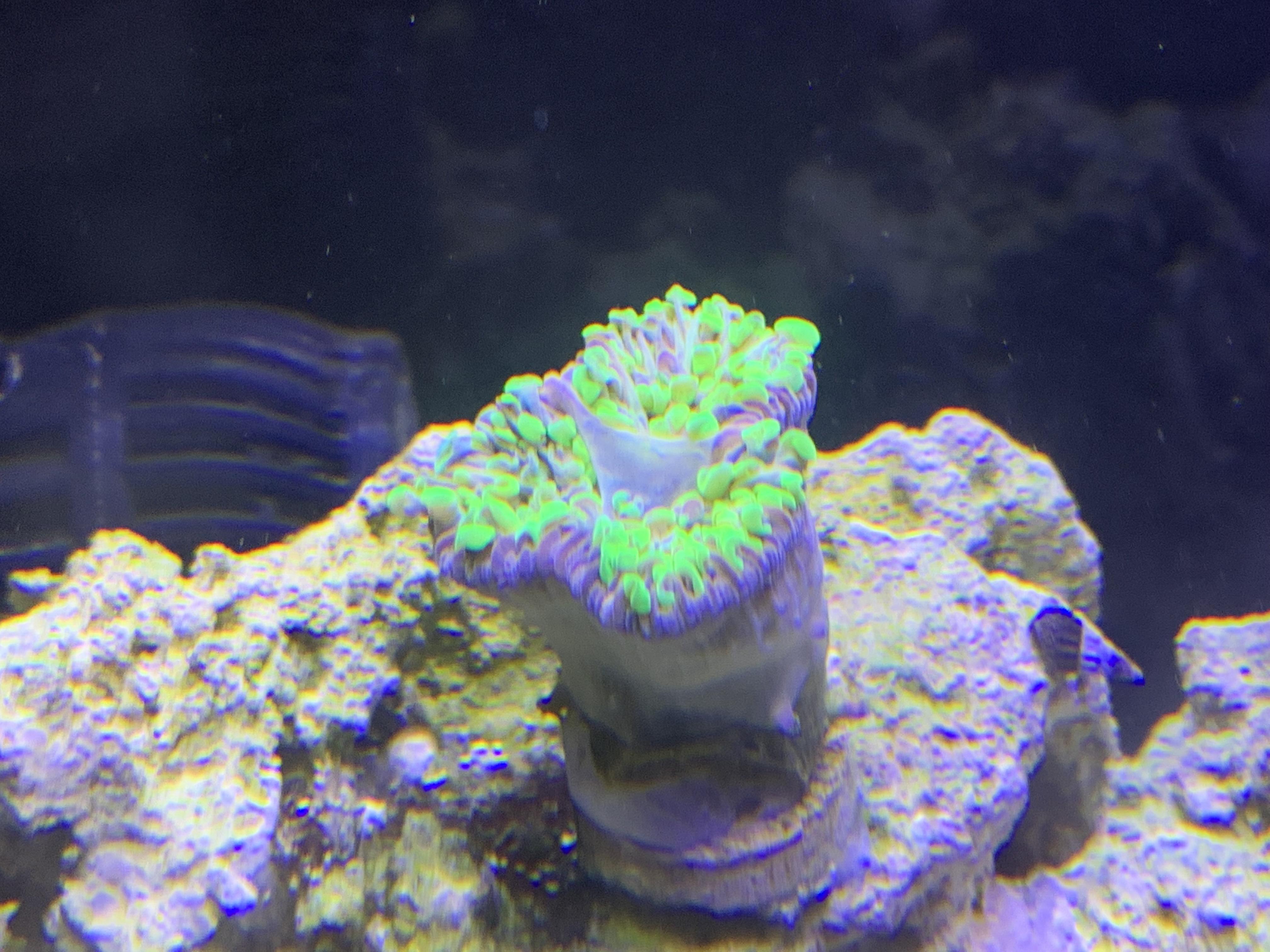 Does this look like my hammer coral is splitting? I’ve had it for a few