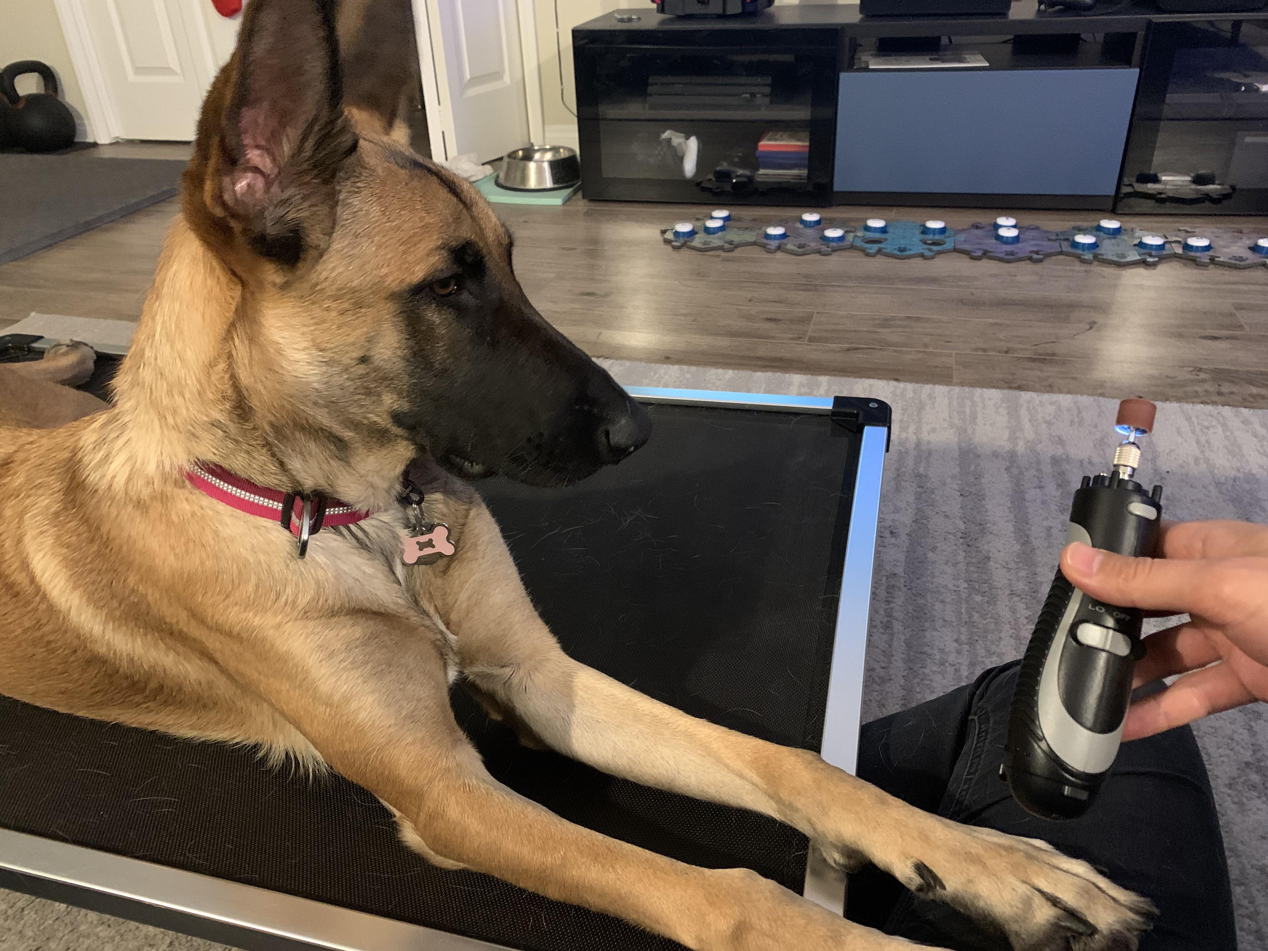 A lesson in patience and small steps Our Malinois X finally let us dremel her nails! r