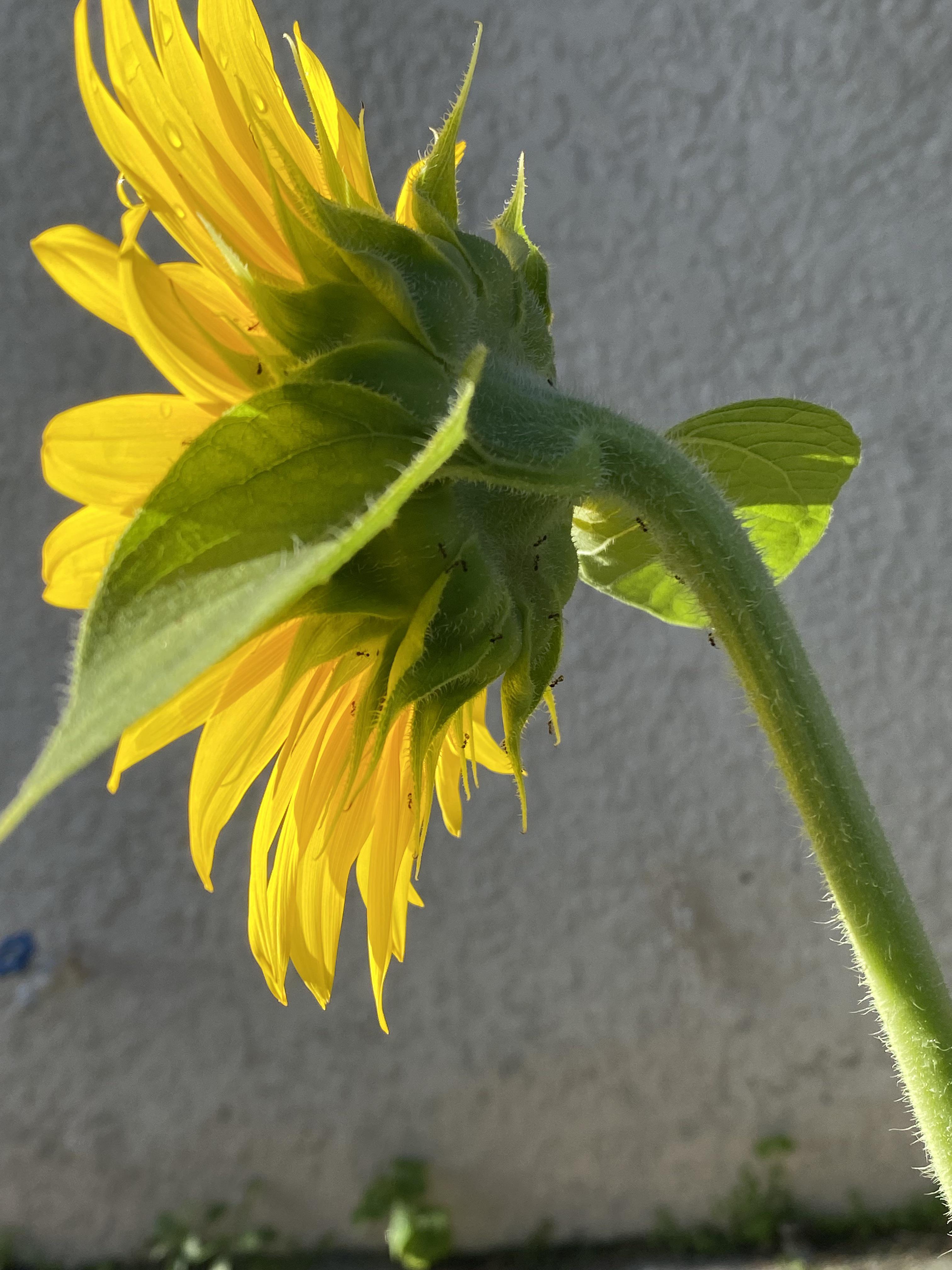 Lots of ants on my sunflower but there’s no signs of aphids. Is this