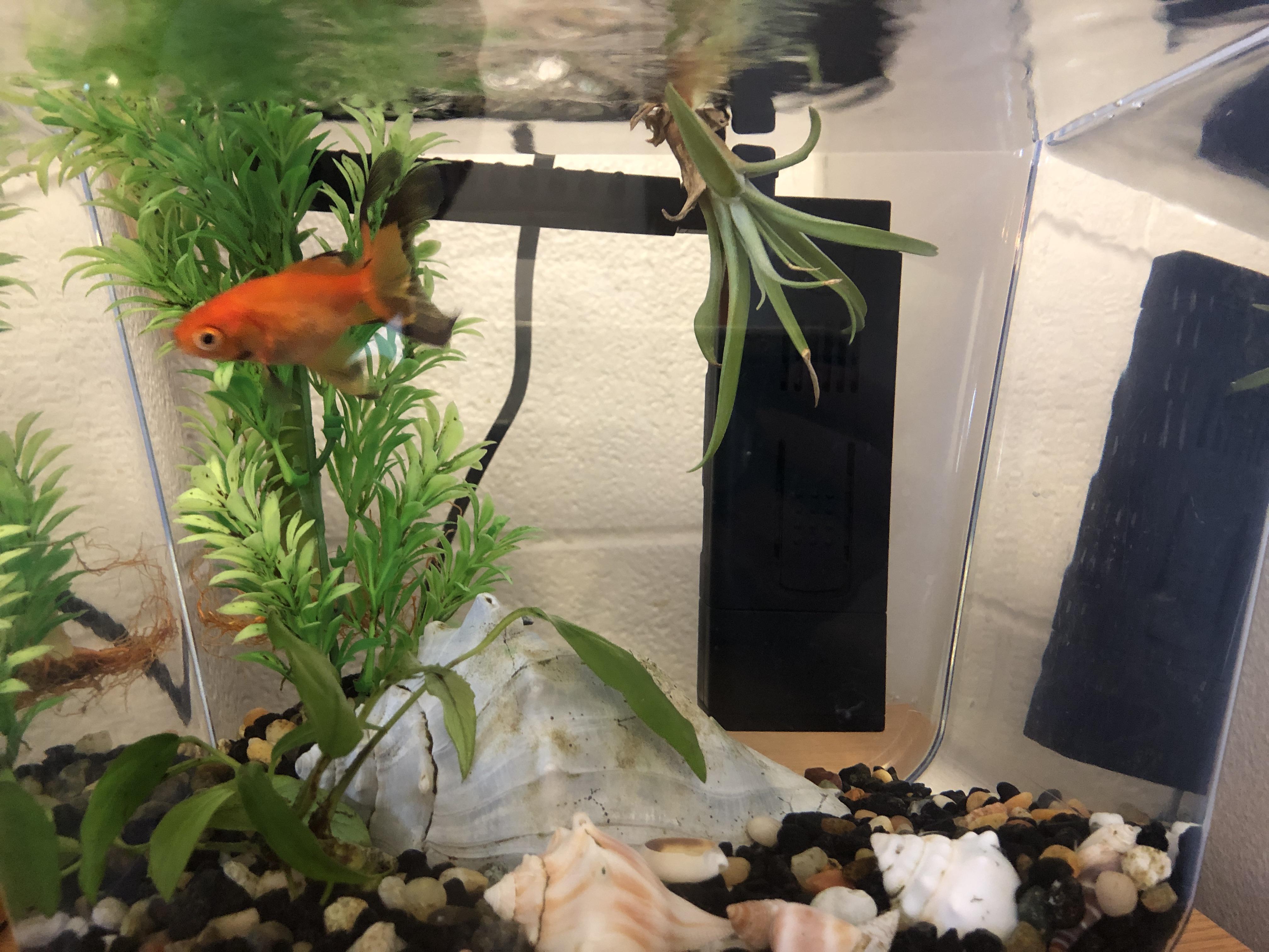 is it okay to soak in the fish tank? info in comment r/airplants