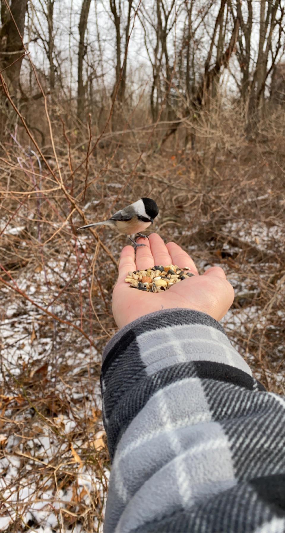 Feeding the wild birds at Kensington State Park in Michigan r/aww