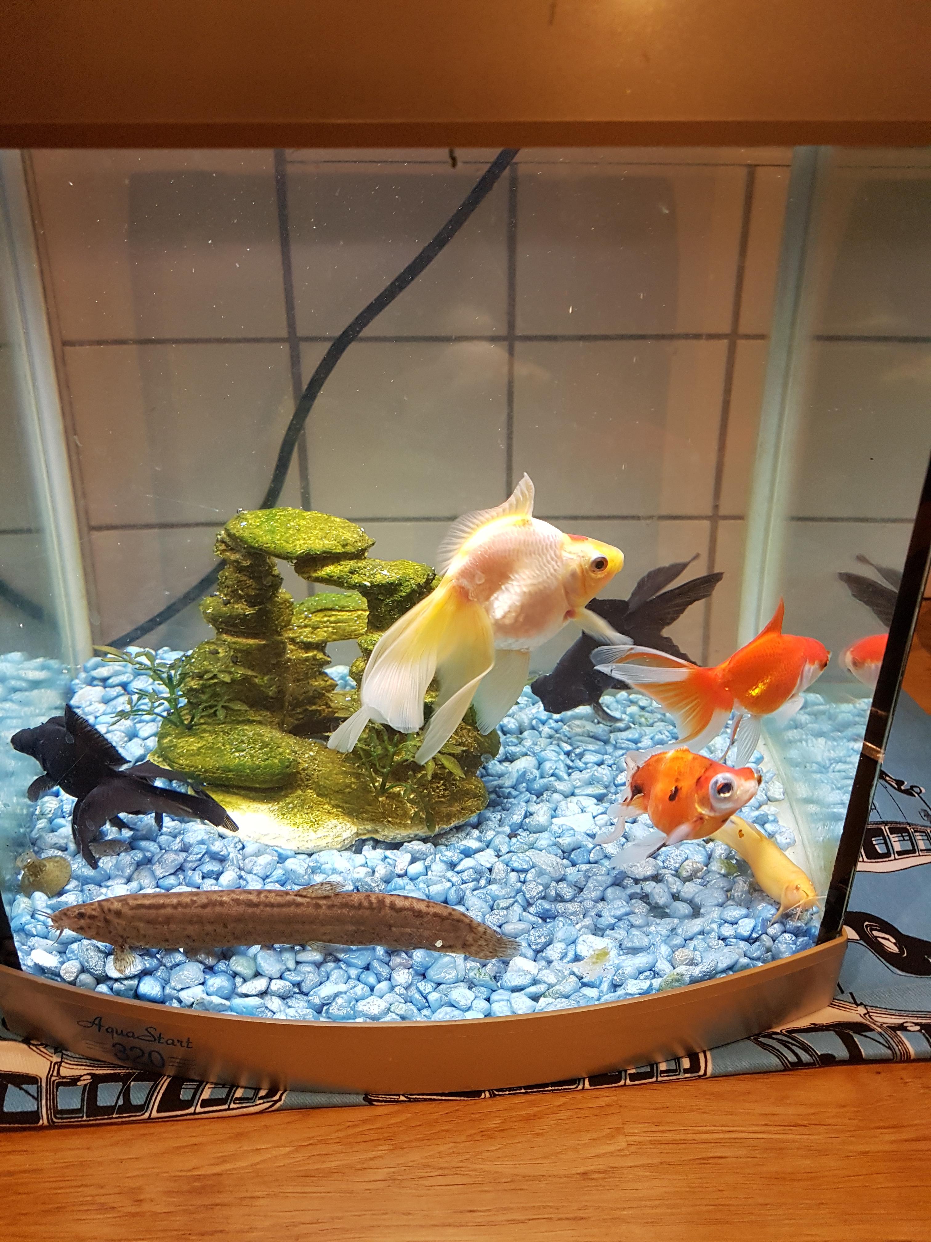 Came home to a cracked tank and only 2 inches of water left in the