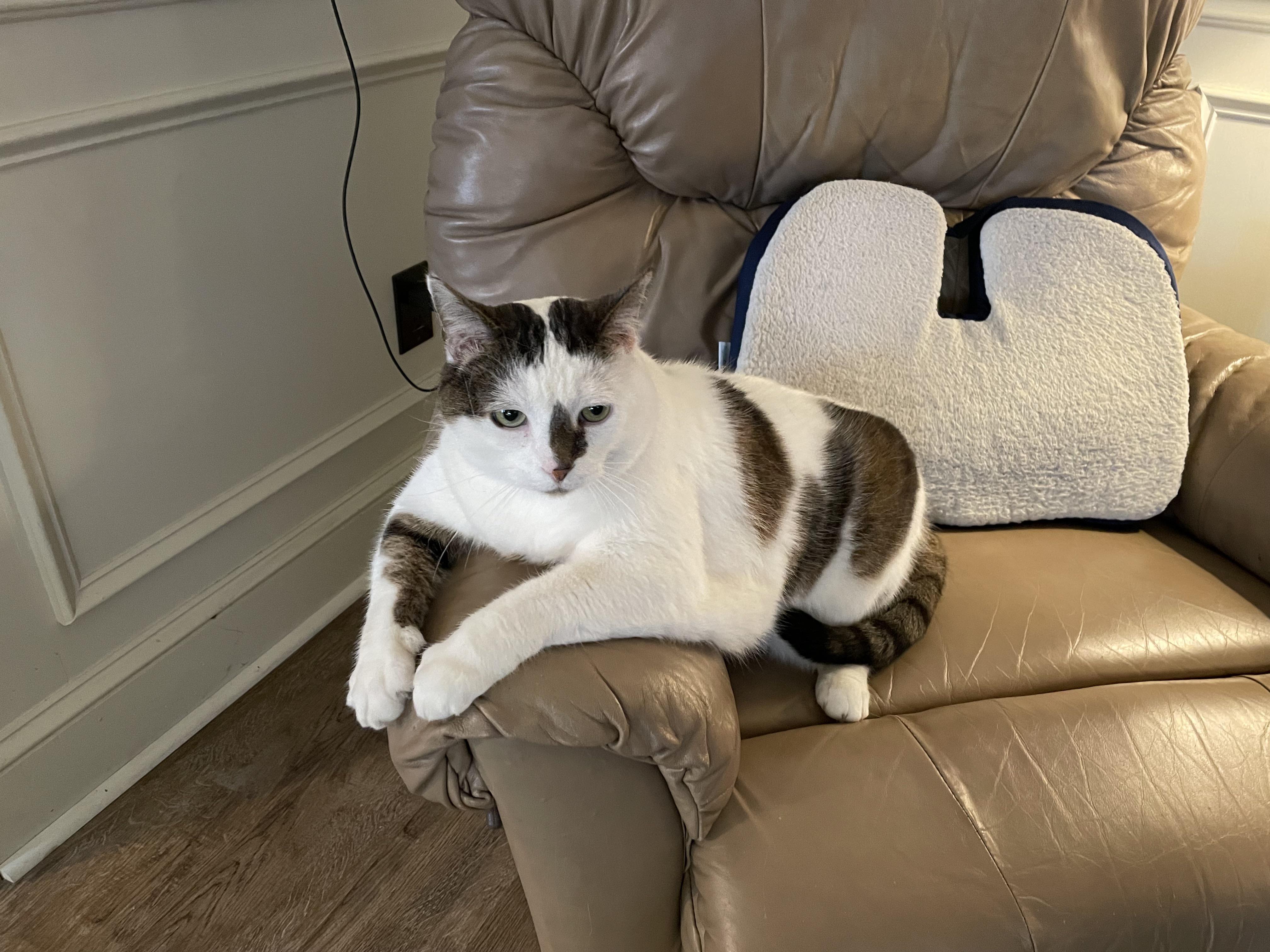 My MIL put her fat cat on a diet and this morning he retaliated by