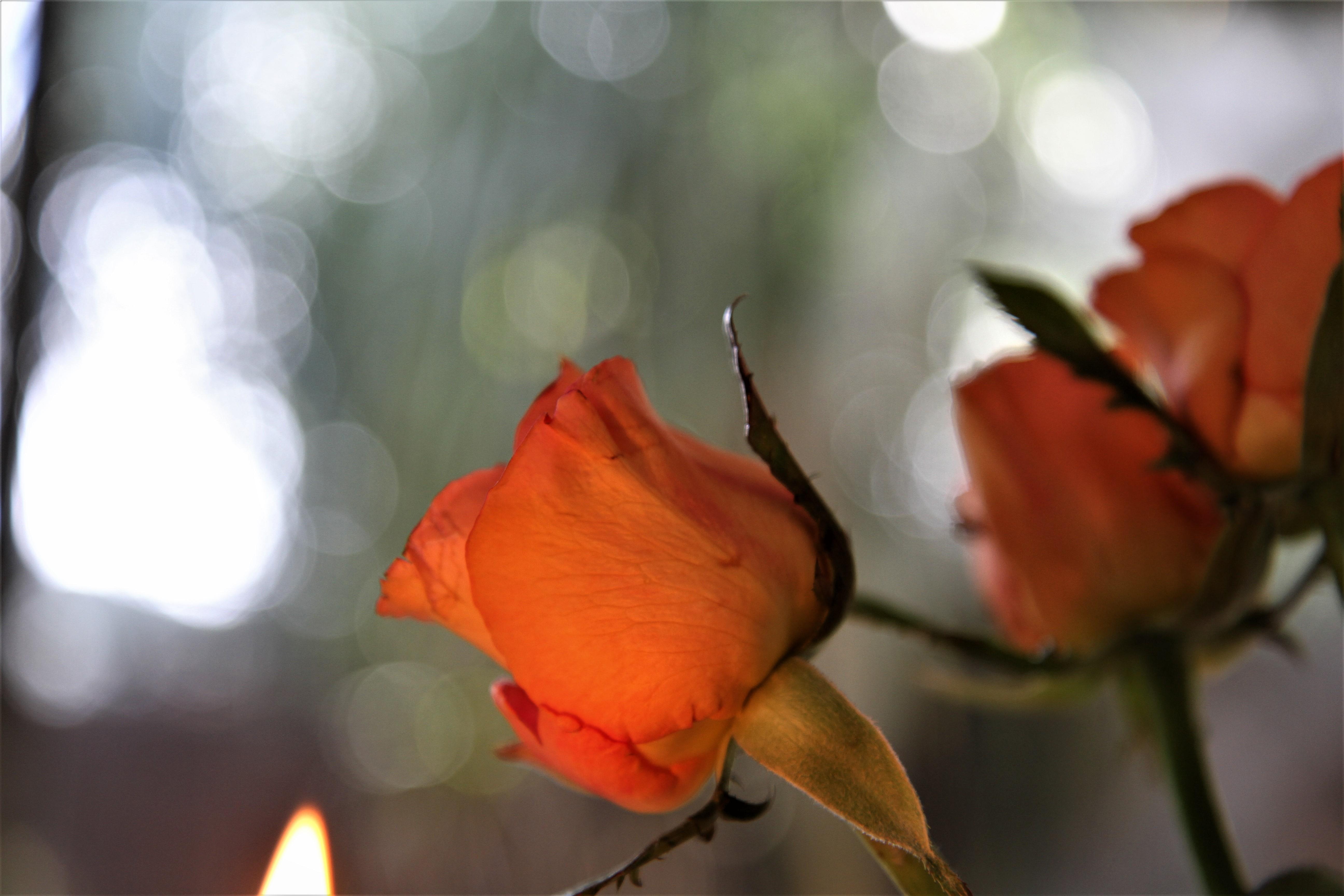 Aren’t flowers just the nicest things? cute pic