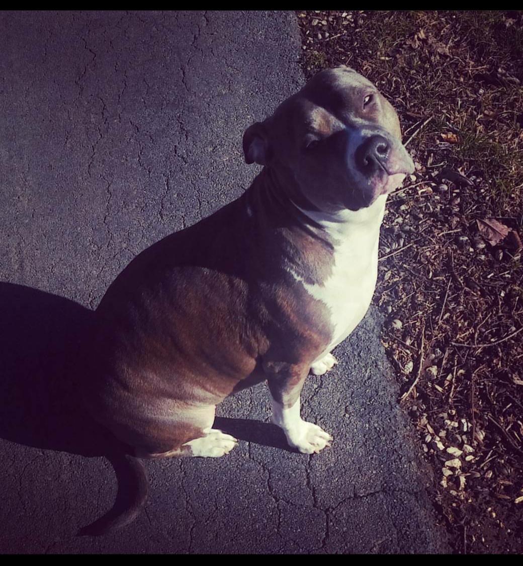 Pitbulls are amazing! This is Prada, she loves to be outside and go on