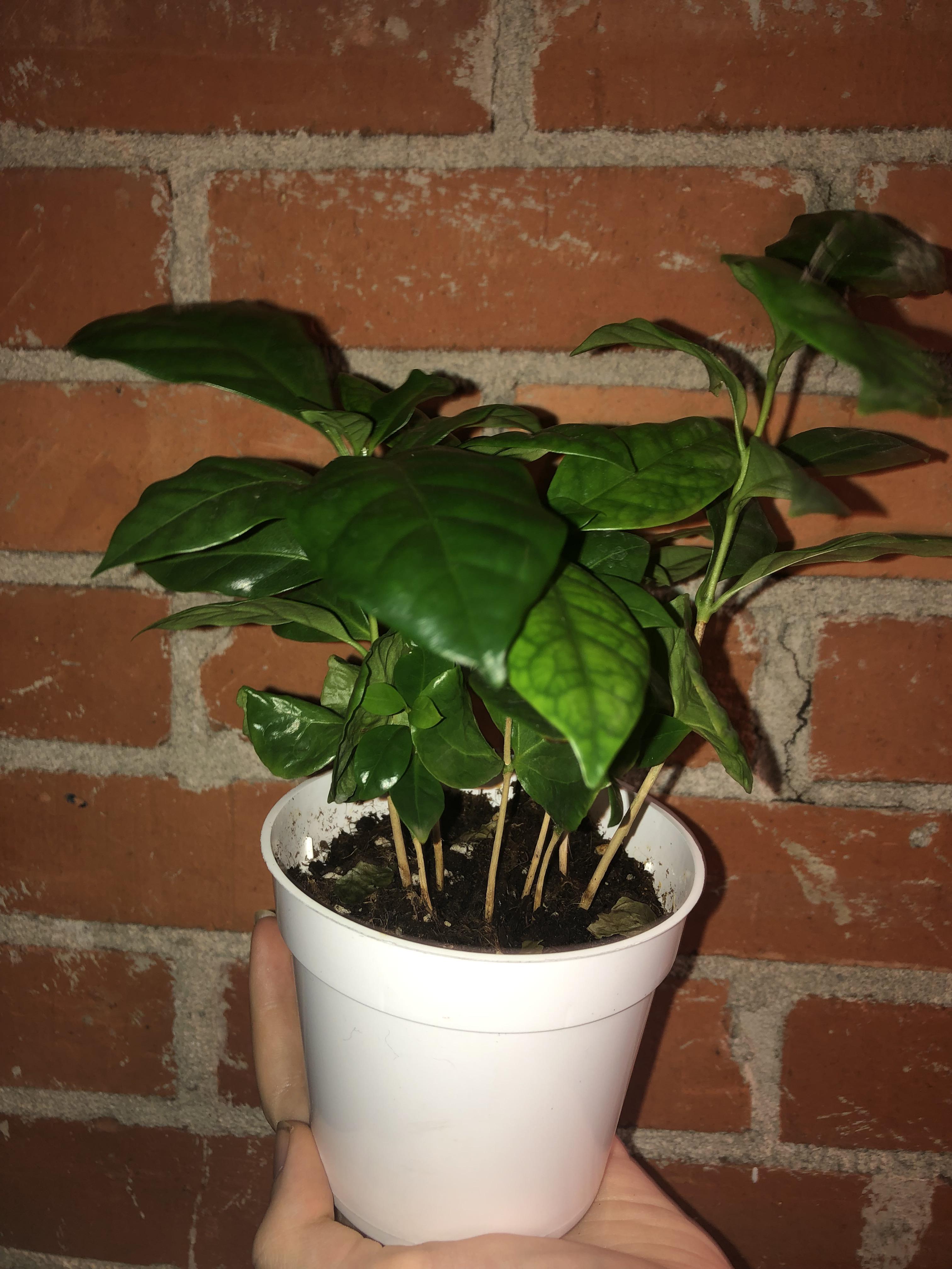 I did some research, and apparently the coffee plant I bought a week ago is actually 8 coffee