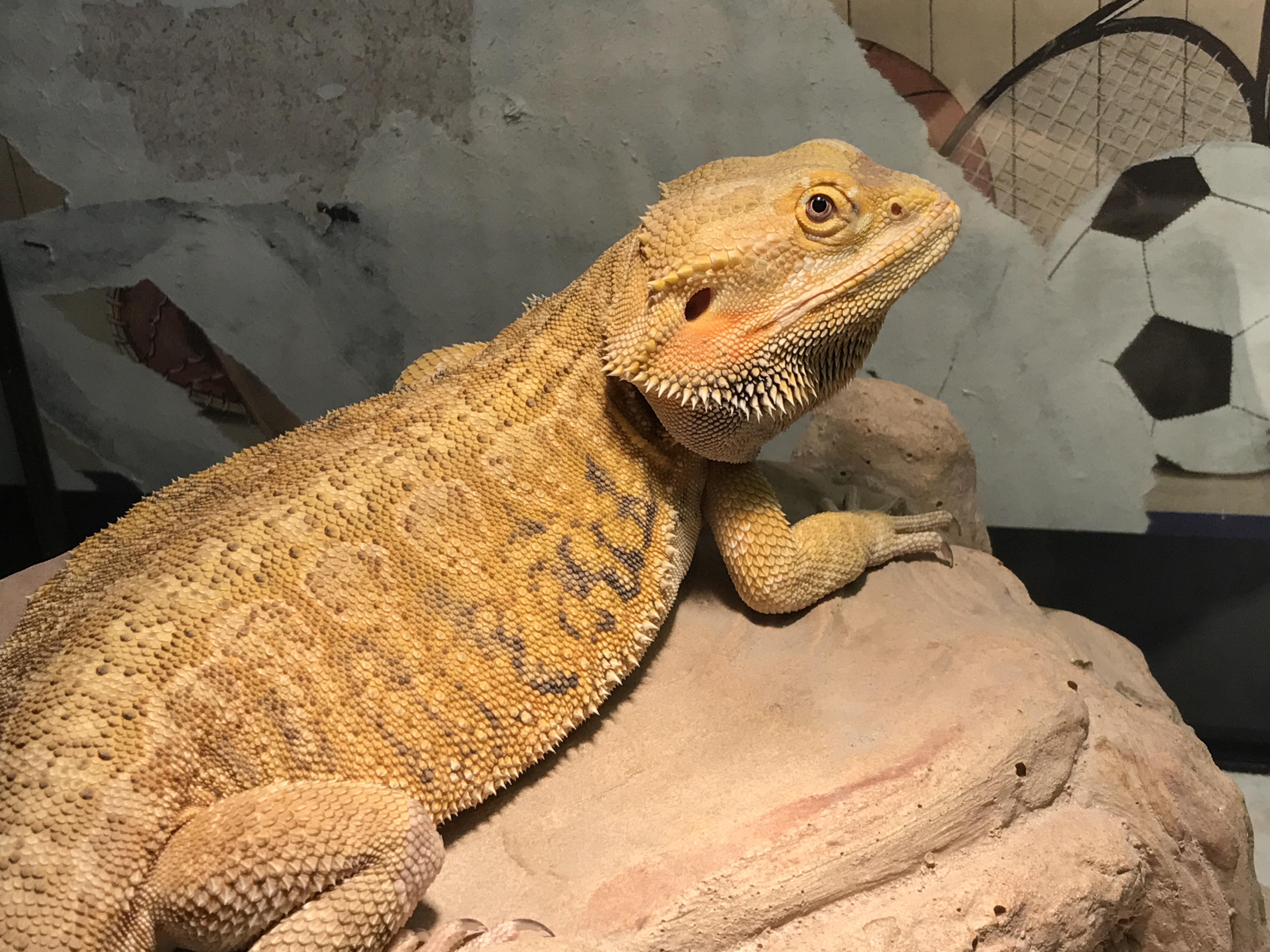What's the best way to clean poop off of tile/decor? r/BeardedDragons
