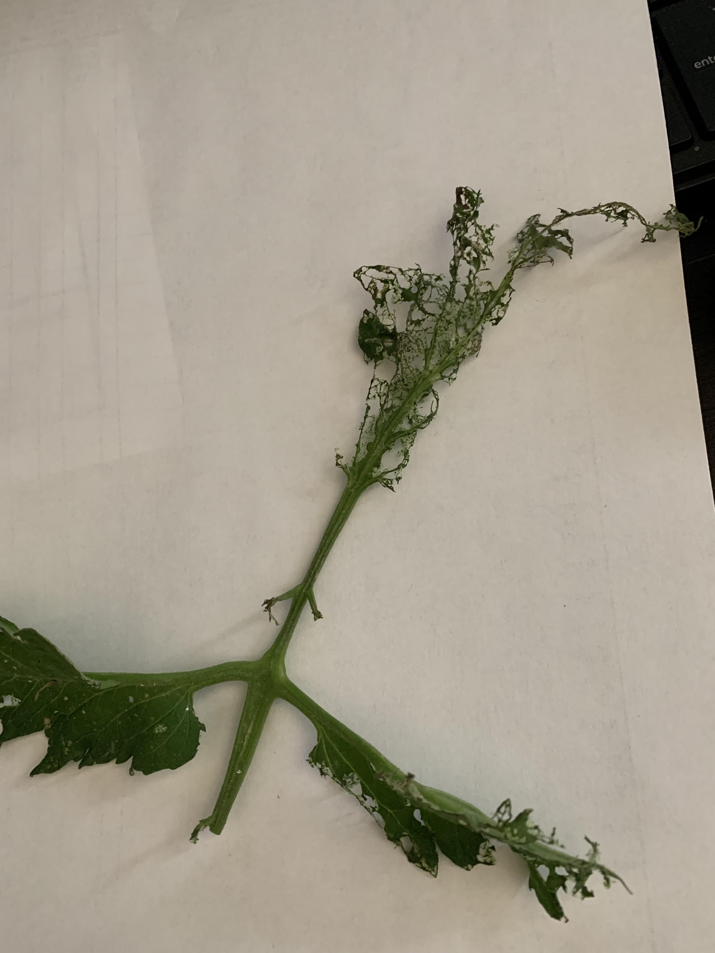 What is eating my plants?! I’m loosing plants/seedlings overnight to