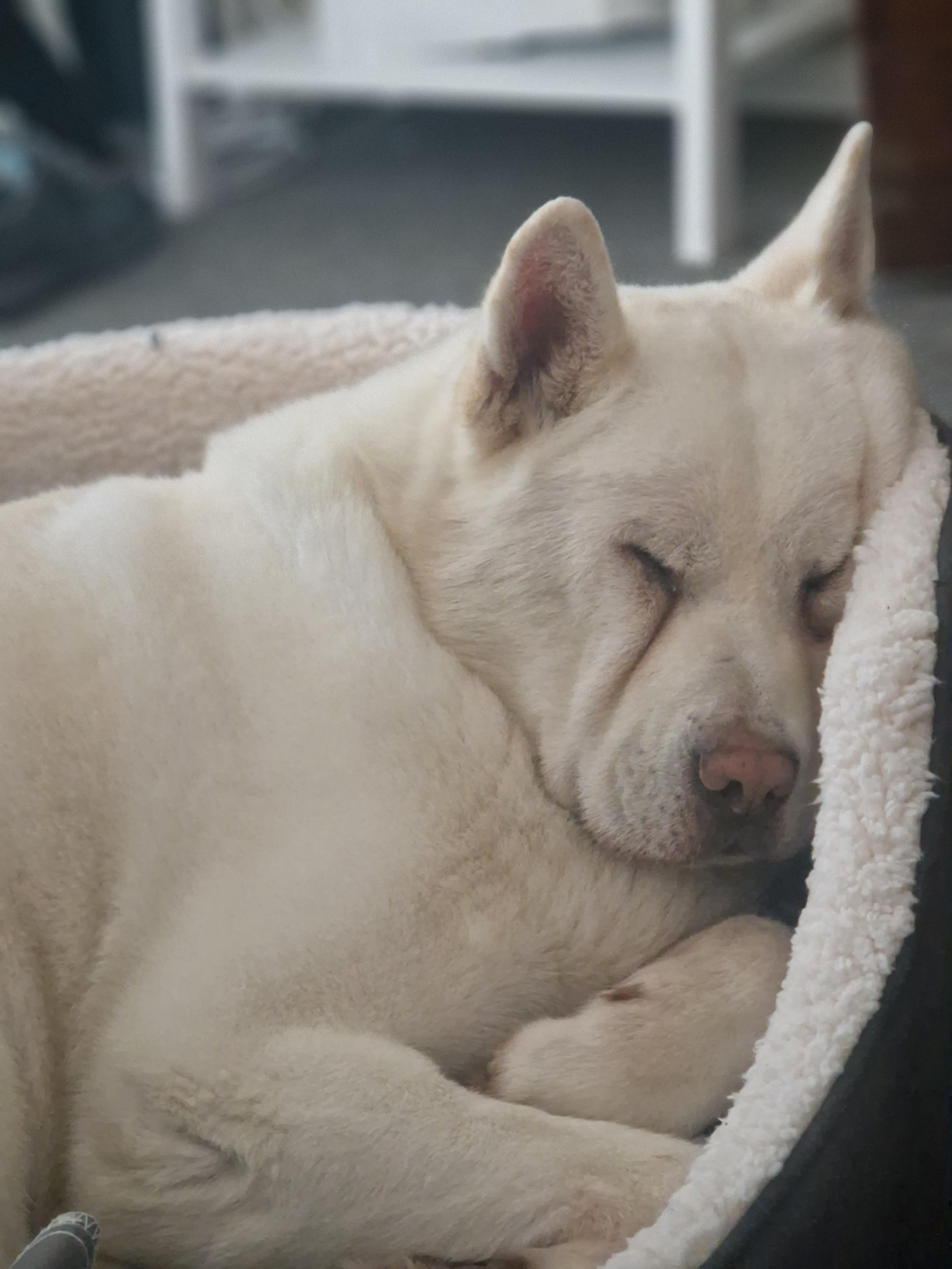 My rescue Akita settling in r/akita