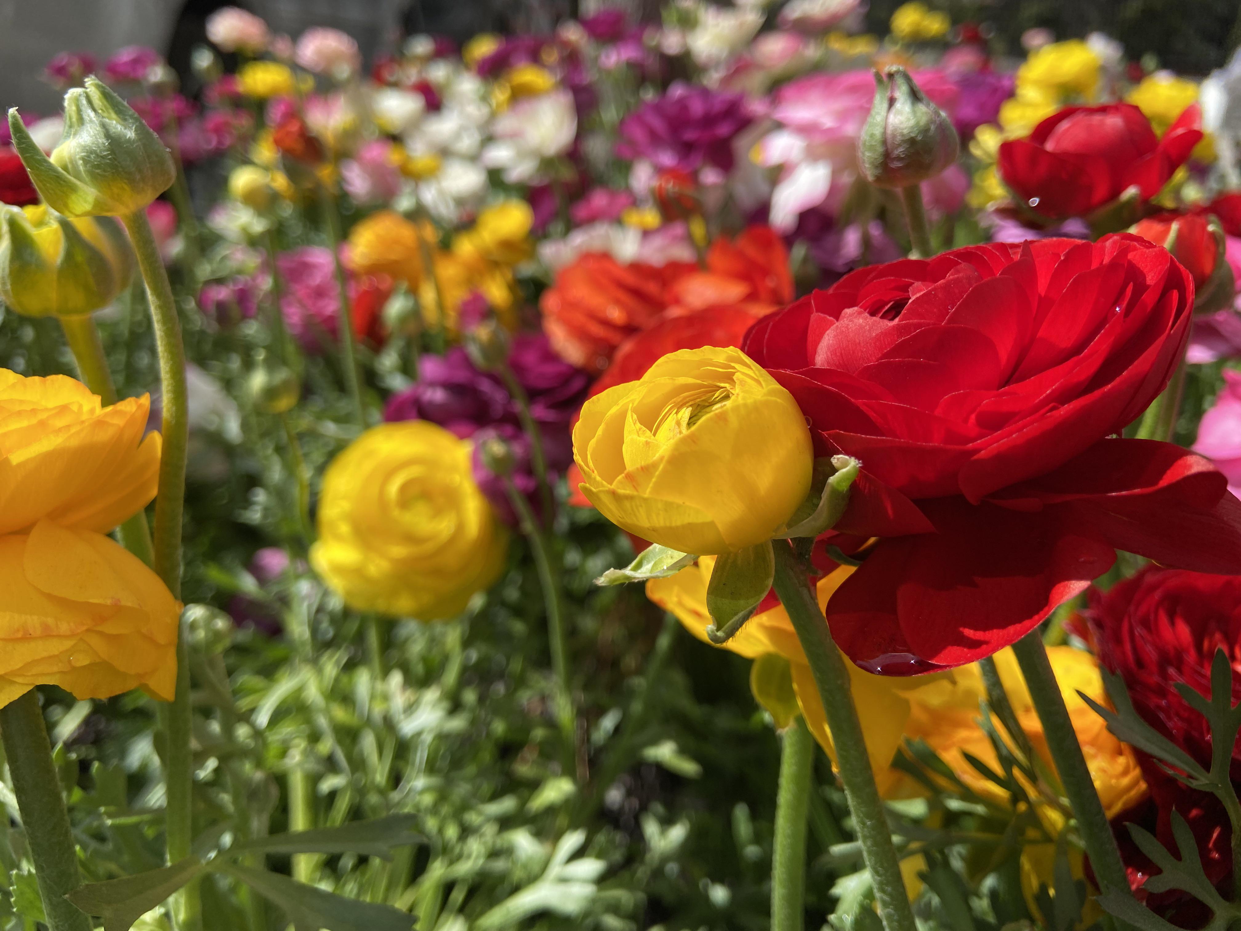 I found this beautiful patch of flowers today ☺️😍🌸 r/flowers